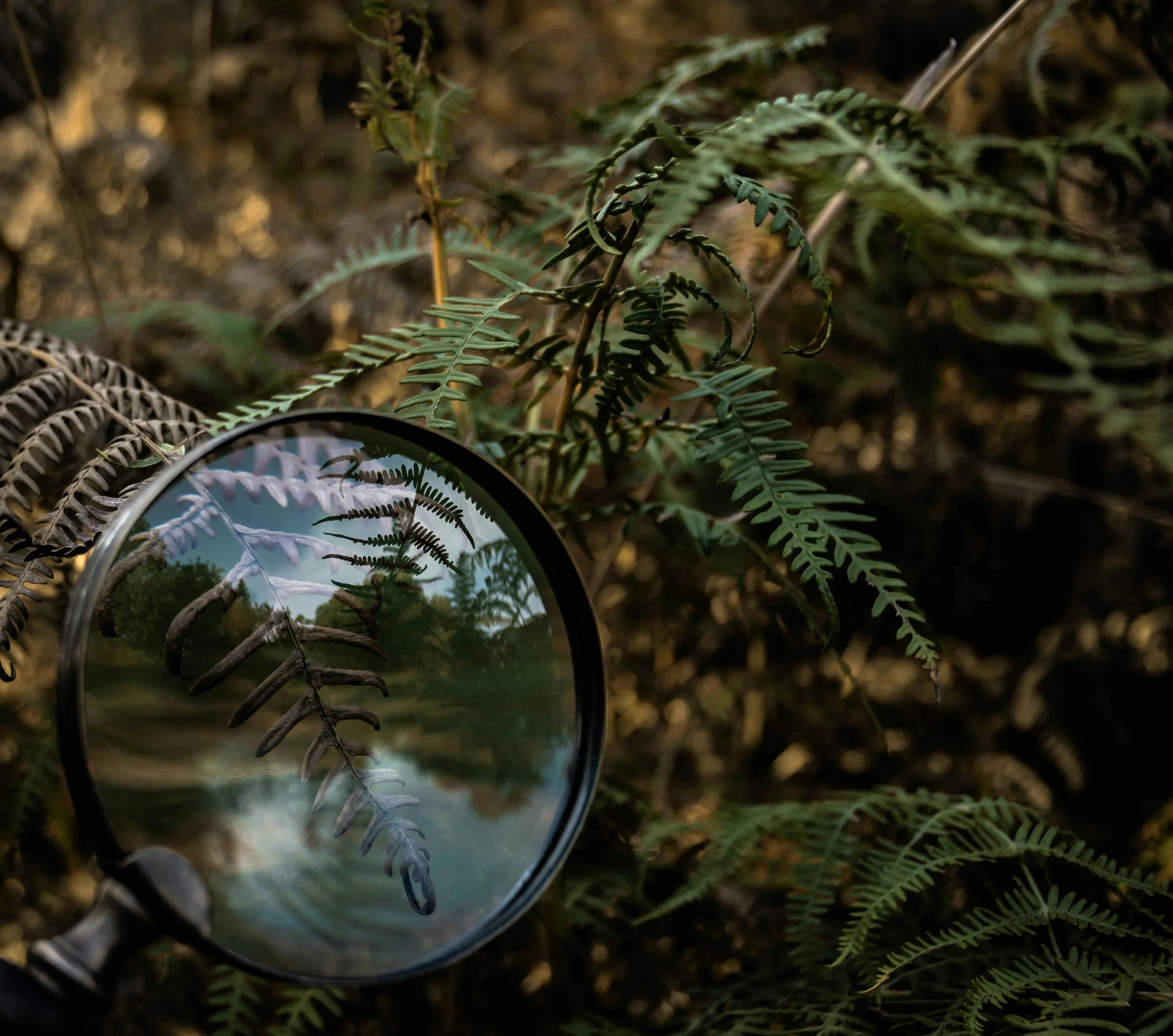 The Quiet Habit That Will Make You a Better Herbalist