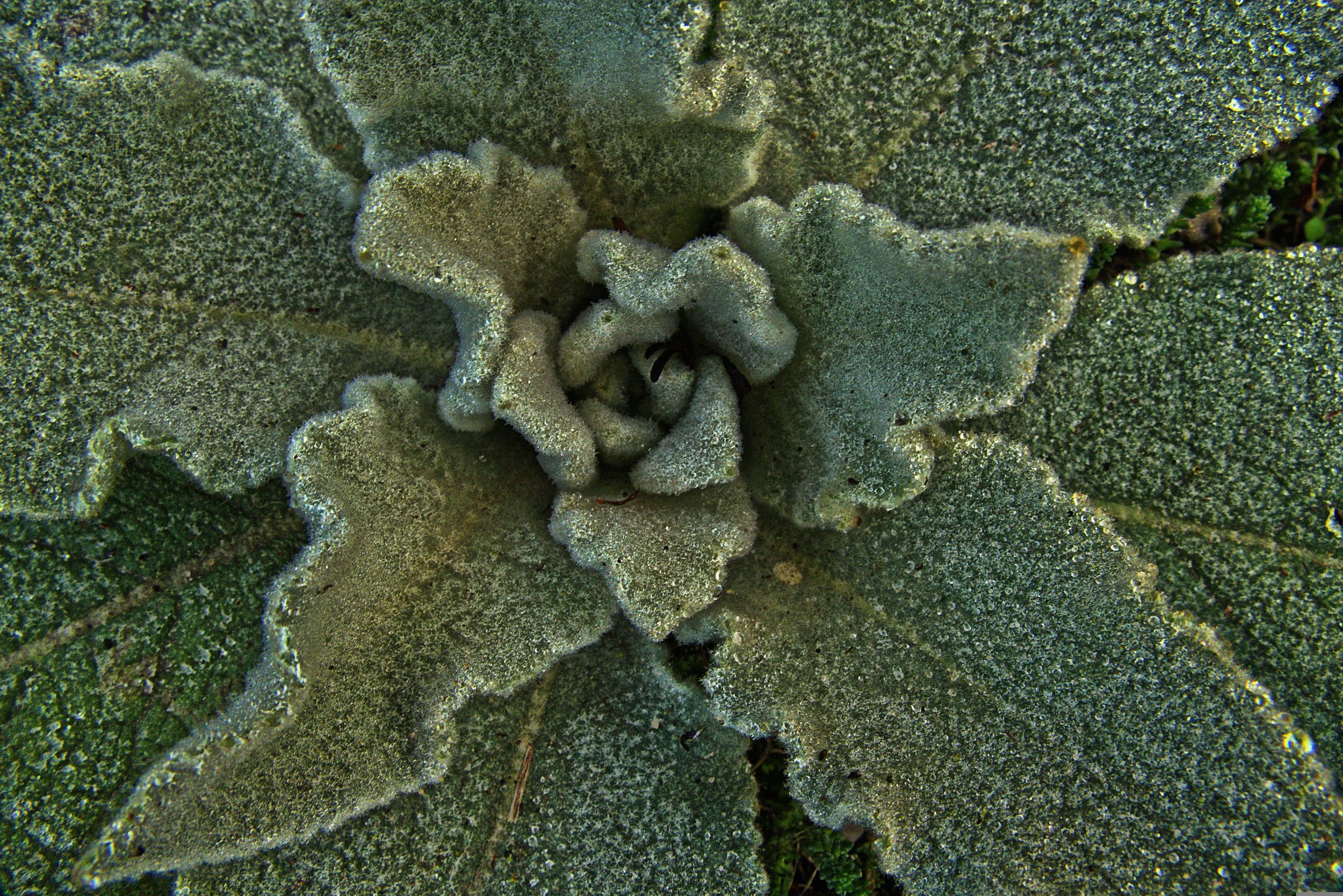 Getting to Know Mullein: The Gentle Giant of the Summer Garden