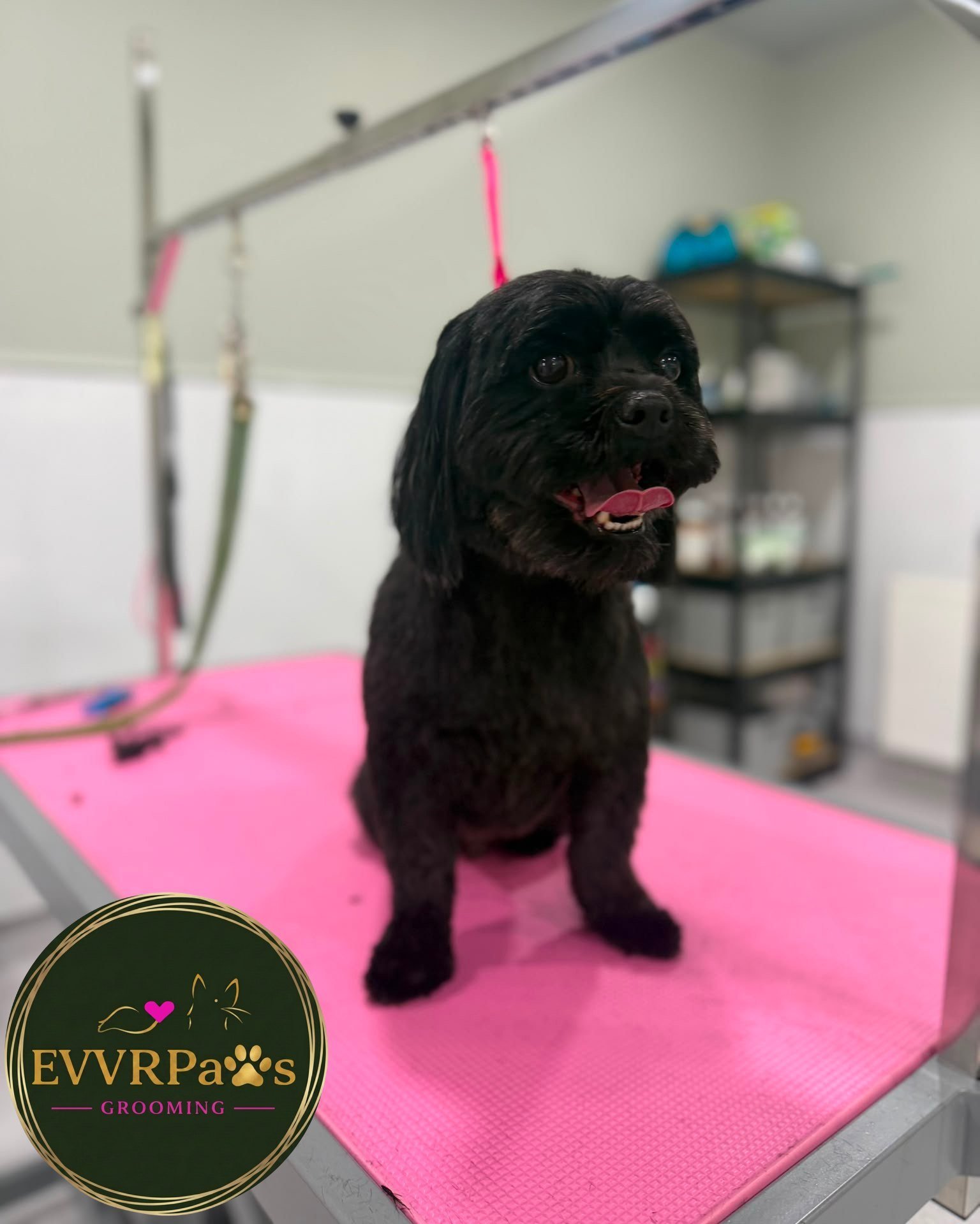 🐾 Last-Minute Grooming Appointments Available! 🐾

Is your pup due a pamper? 

We have a limited number of appointments available tomorrow and Friday, and we'd love to welcome some more furry friends into the salon! 💙

Whether your dog needs:
🛁 A 