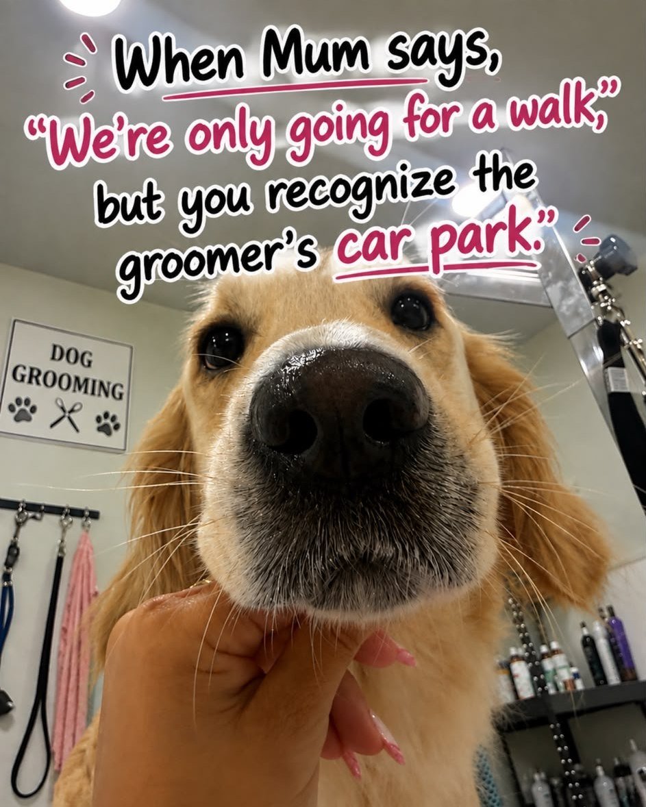 🐾 Luna knew the assignment... before Mum did! 😂💖

"We're only going for a walk..."
Luna: 👀 "Funny... this looks an awful lot like my favourite groomer's car park!" 🐶

Some dogs recognise the route to the park...
Others recogn