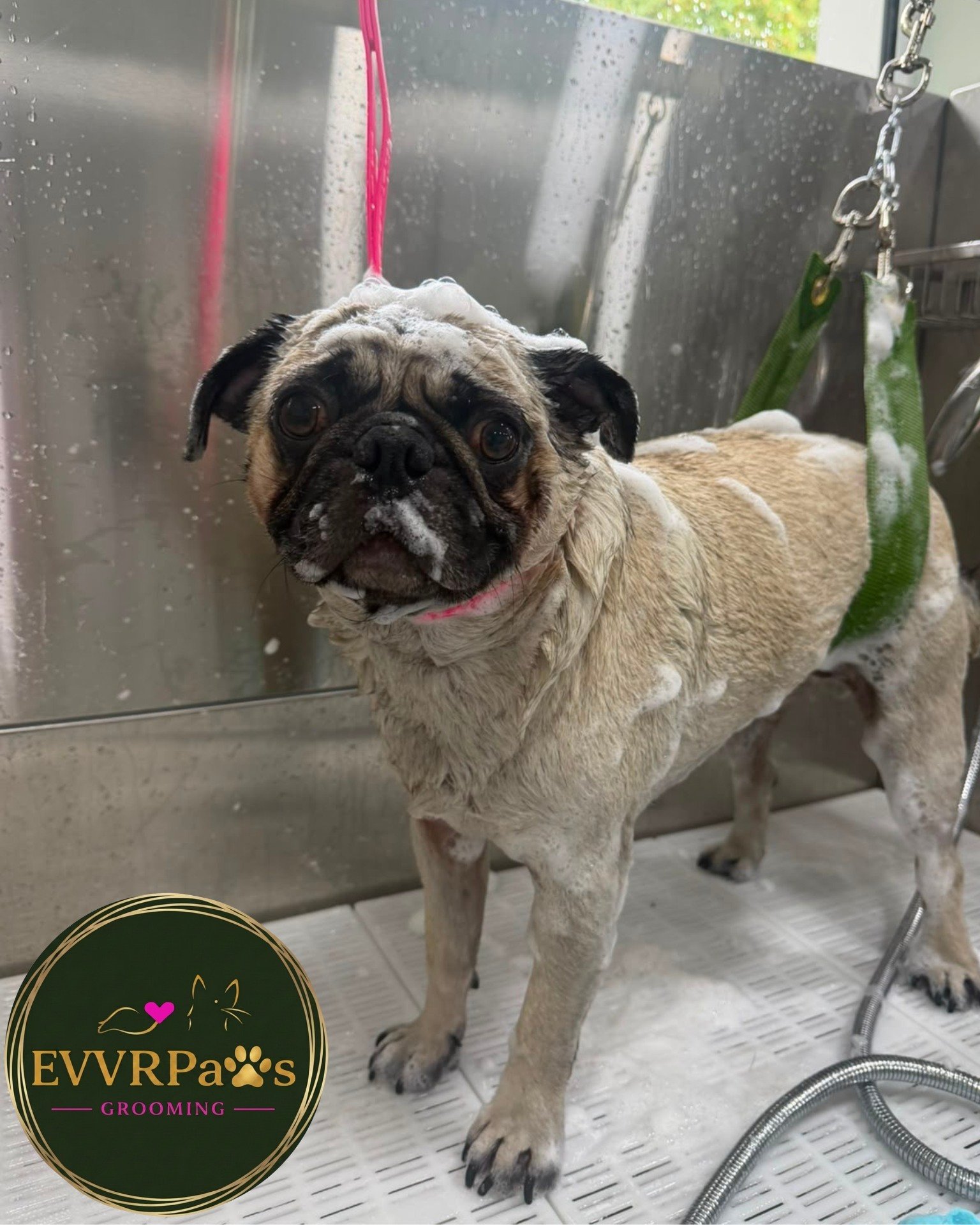 🚿 POV: You said "bath time"... but now they're acting like they booked a spa day. 😂🐾

Swipe through to meet this week's clean-up crew... 👇

"I only came for a quick rinse..." (leaves feeling like royalty) 👑

Fresh, fluffy and