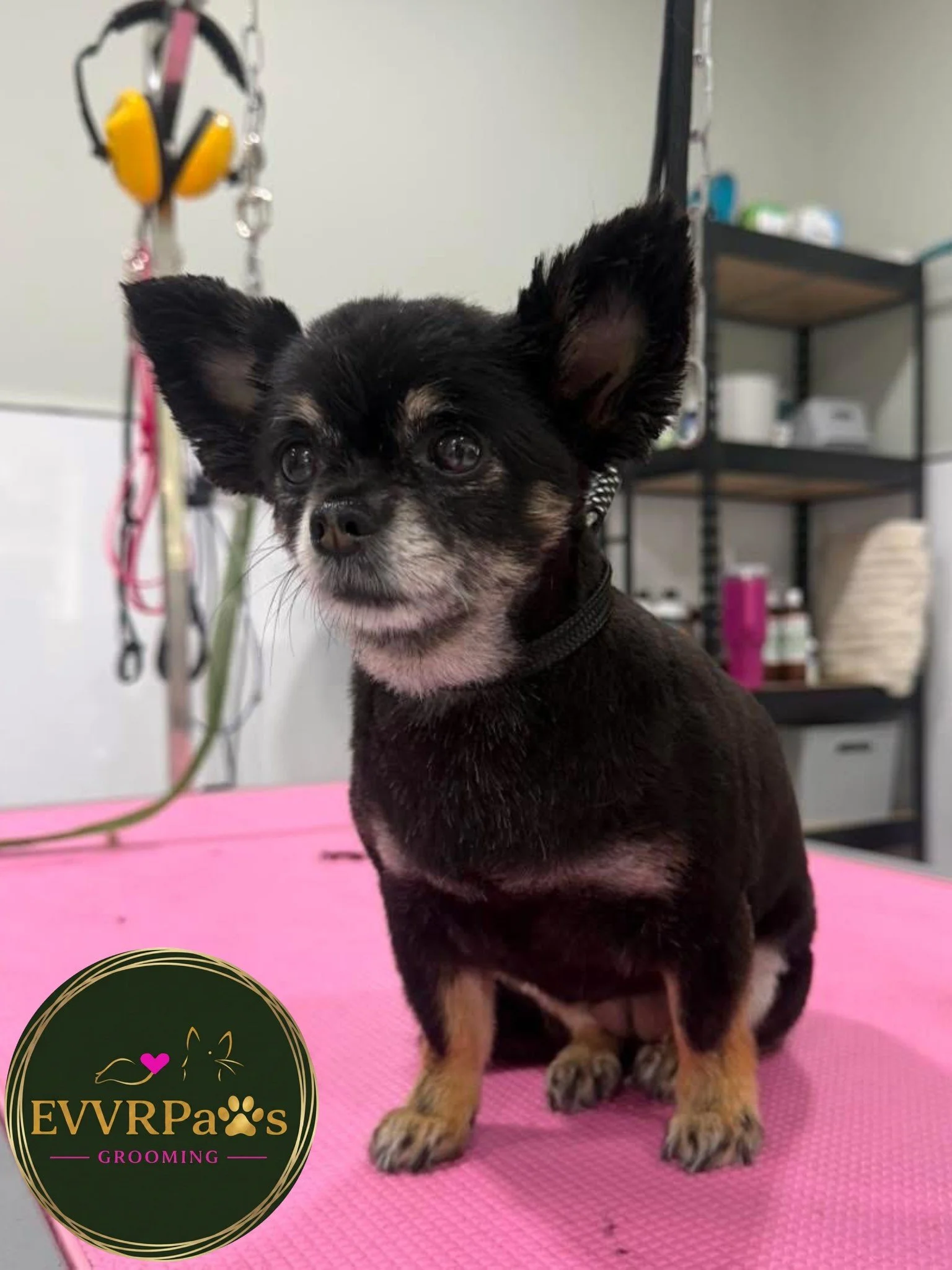 AVAILABILITY THIS THURSDAY!

We have a few appointments still available at EVVRPaws Grooming tomorrow!

If your pup is due a little pampering, a freshen-up or their full groom, we&rsquo;d love to see them.

Thursday 17th September 

So get in touch o