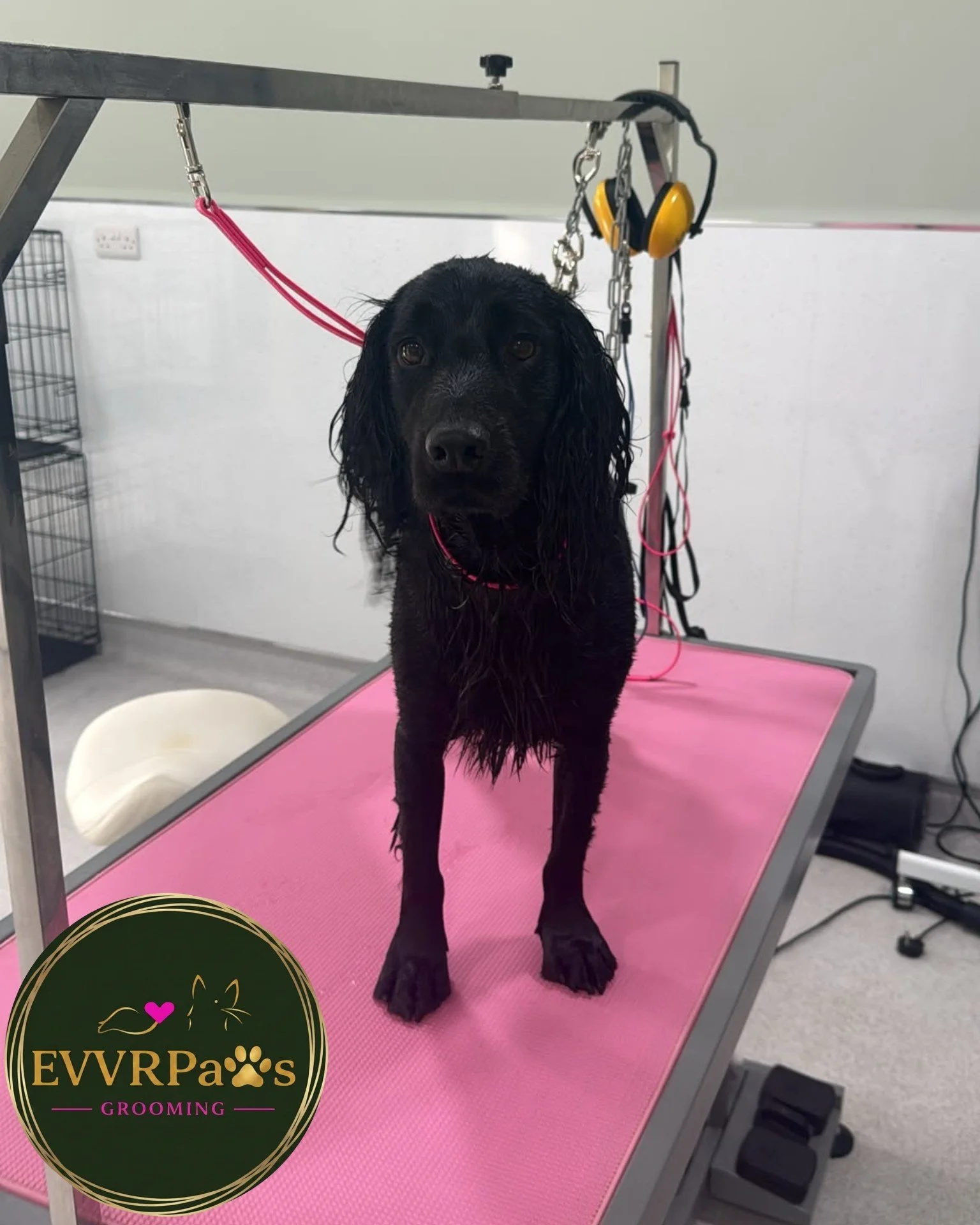 🐾 Meet Freddie &mdash; Our Chief Security Officer! 🐾

It&rsquo;s a tough job being the EVVRPaws mascot&hellip; especially when you&rsquo;re responsible for security at the manor! 🐶

Freddie has been very busy carrying out his security duties, keep