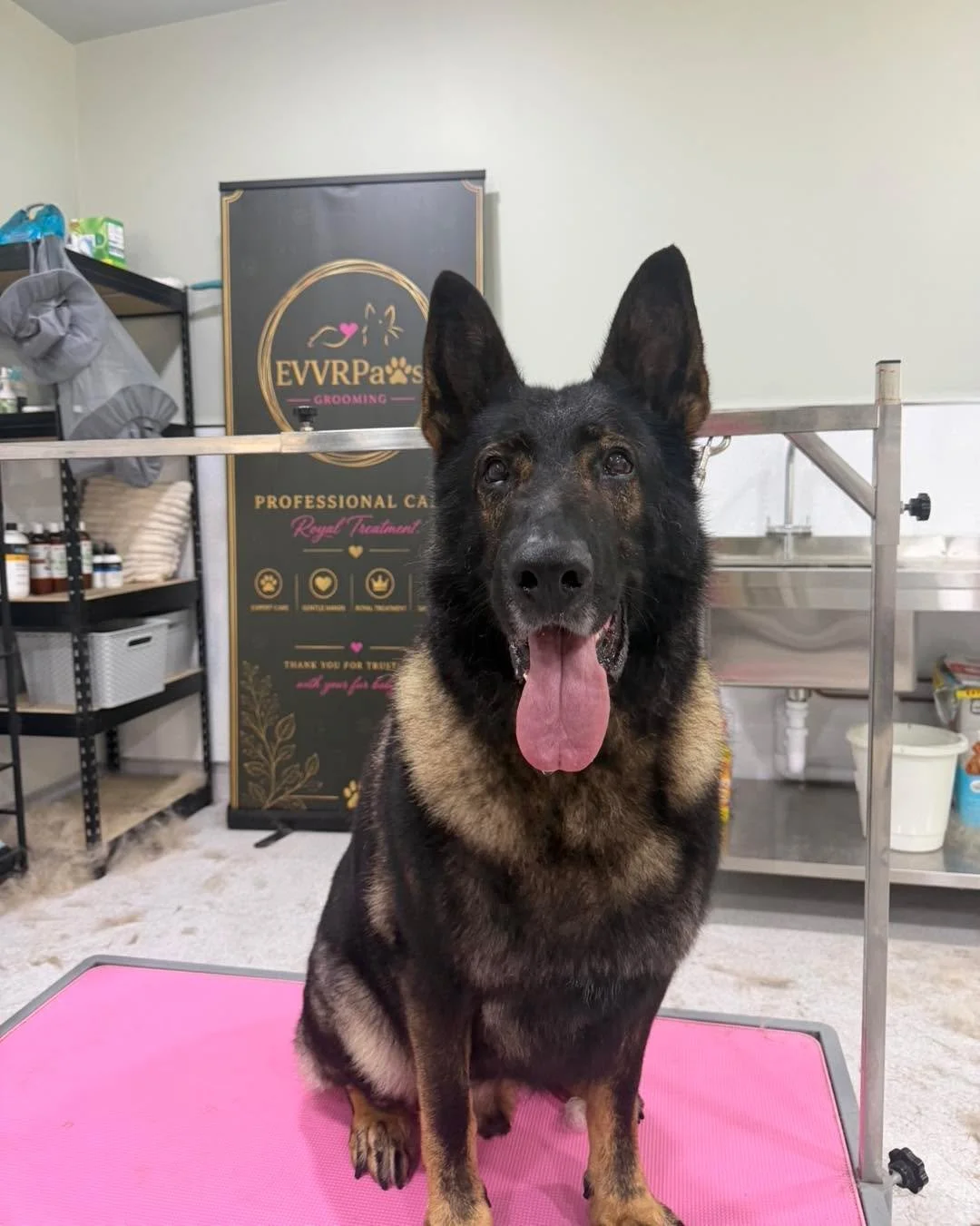 🐾💕 Another Little &amp; Large day at Evvr Paws! 💕🐾

From our big handsome German Shepherd to our little adorable Yorkie, we love giving every pup the royal treatment they deserve! 🛁✂️✨

Big or small, we pamper them all! 🐶💗

📍 Evvr Paws Groomi