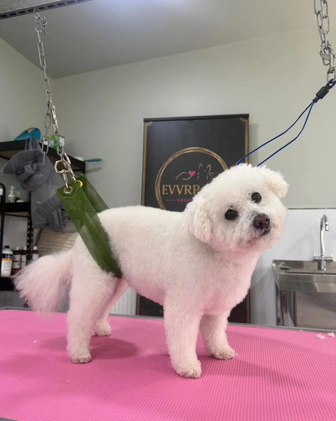 🐾✨ A couple of gorgeous girls in for a little pamper at EvvrPaws! ✨🐾

Freshly groomed, feeling fabulous and ready to show off those beautiful faces! 💕✂️🐶

We absolutely loved having these two beauties in with us! 🥰

📍 EvvrPaws Grooming
🐾 Profe