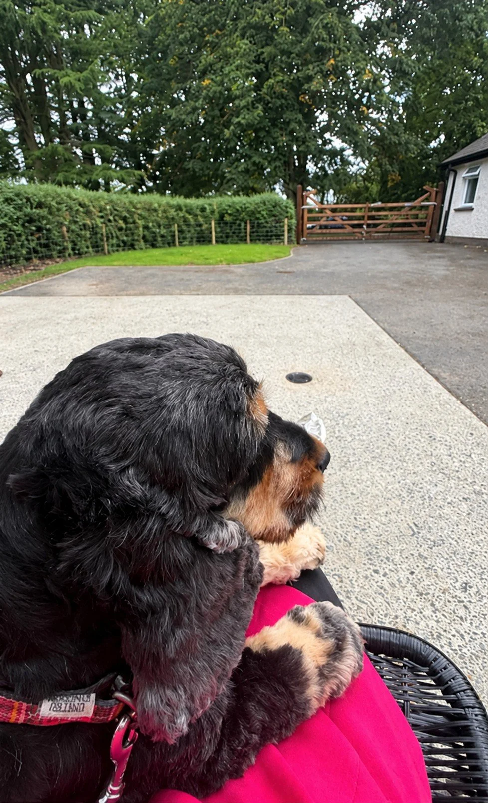 🐾 Meet Ralph! 💙

Ralph was enjoying a little bit of peace and quiet while waiting for his owners to return. 🥰🐾

Sometimes the best part of a grooming visit is simply having a safe, calm space to relax and enjoy some one-to-one attention. 

And ju