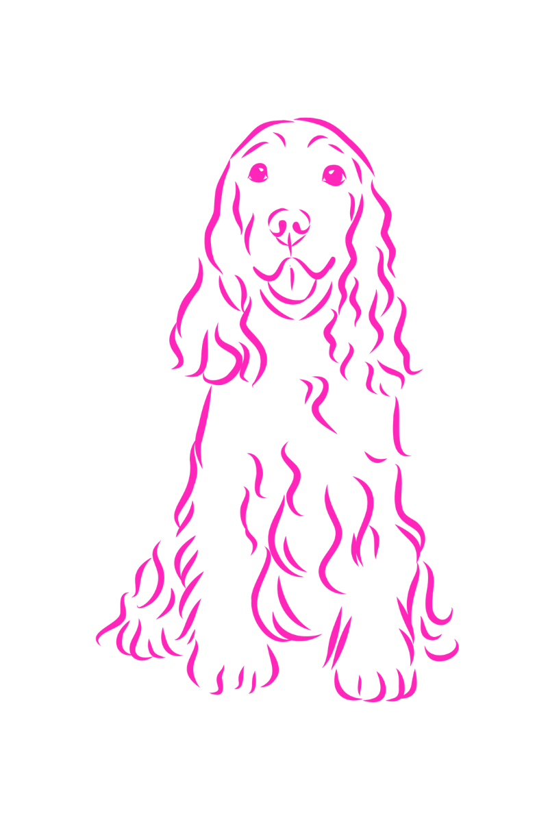 Line drawing of a dog, a Cocker Spaniel, in pink, freshly groomed.