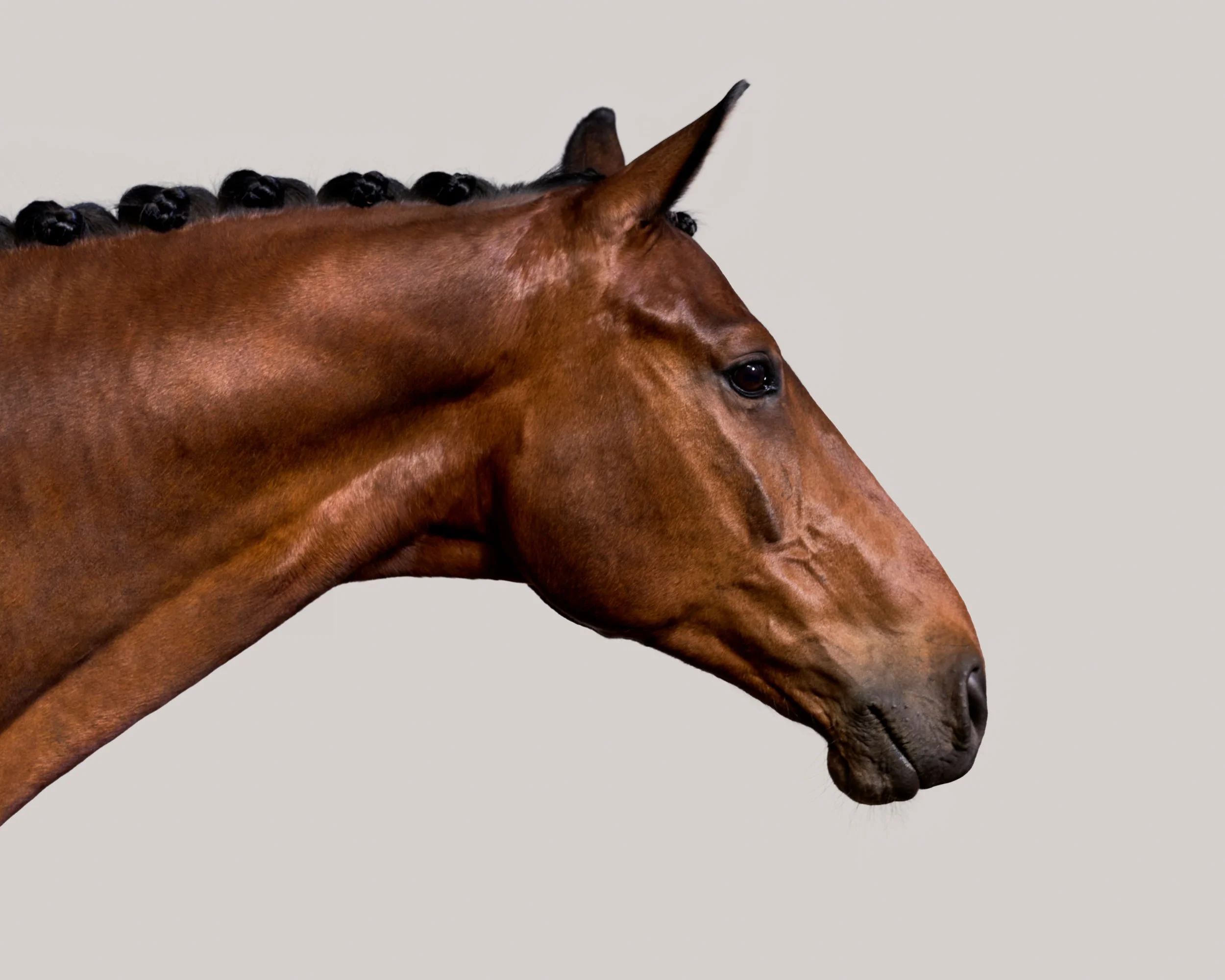 Hest  - 13.jpg