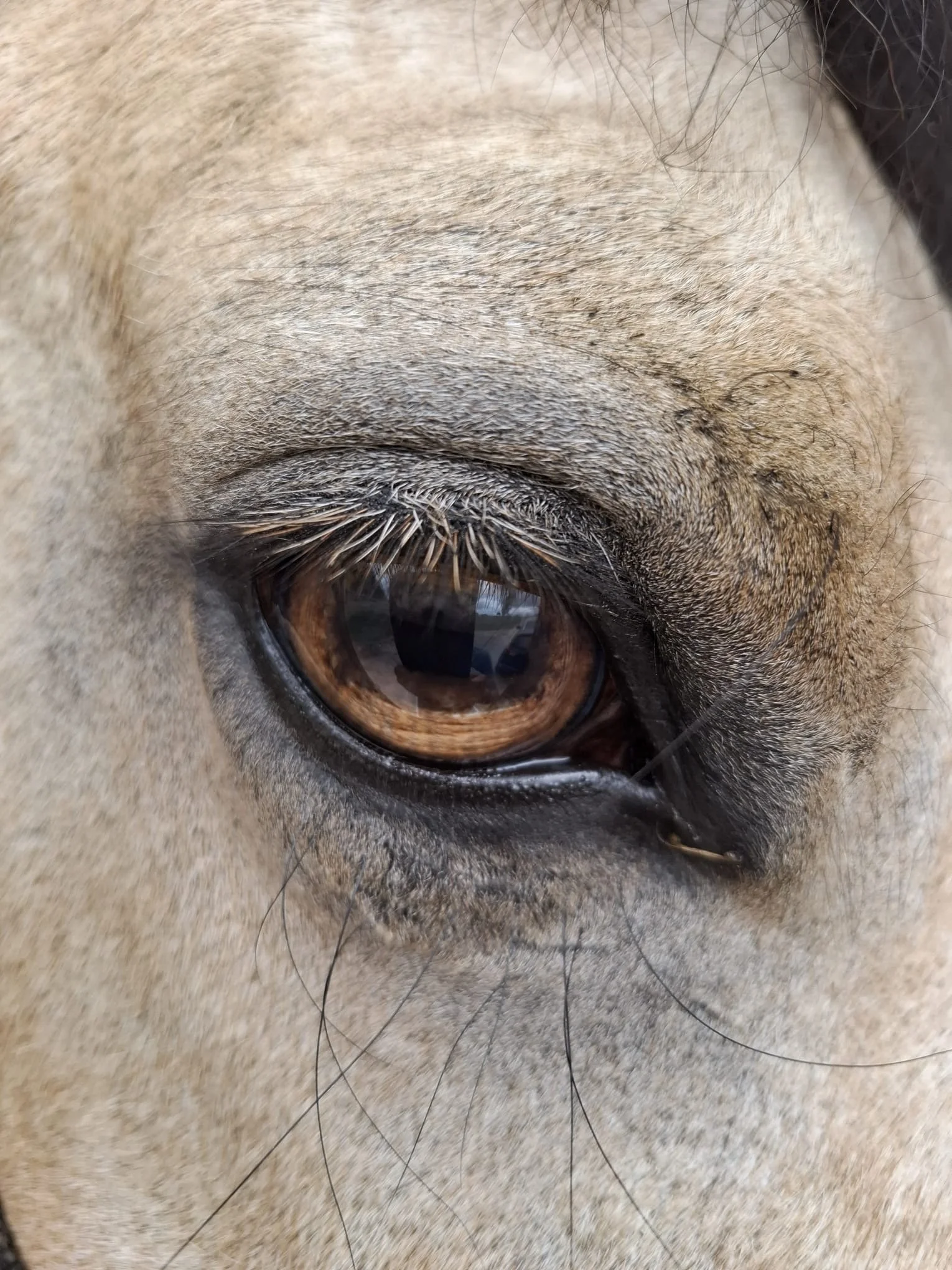 Remote Horse Session