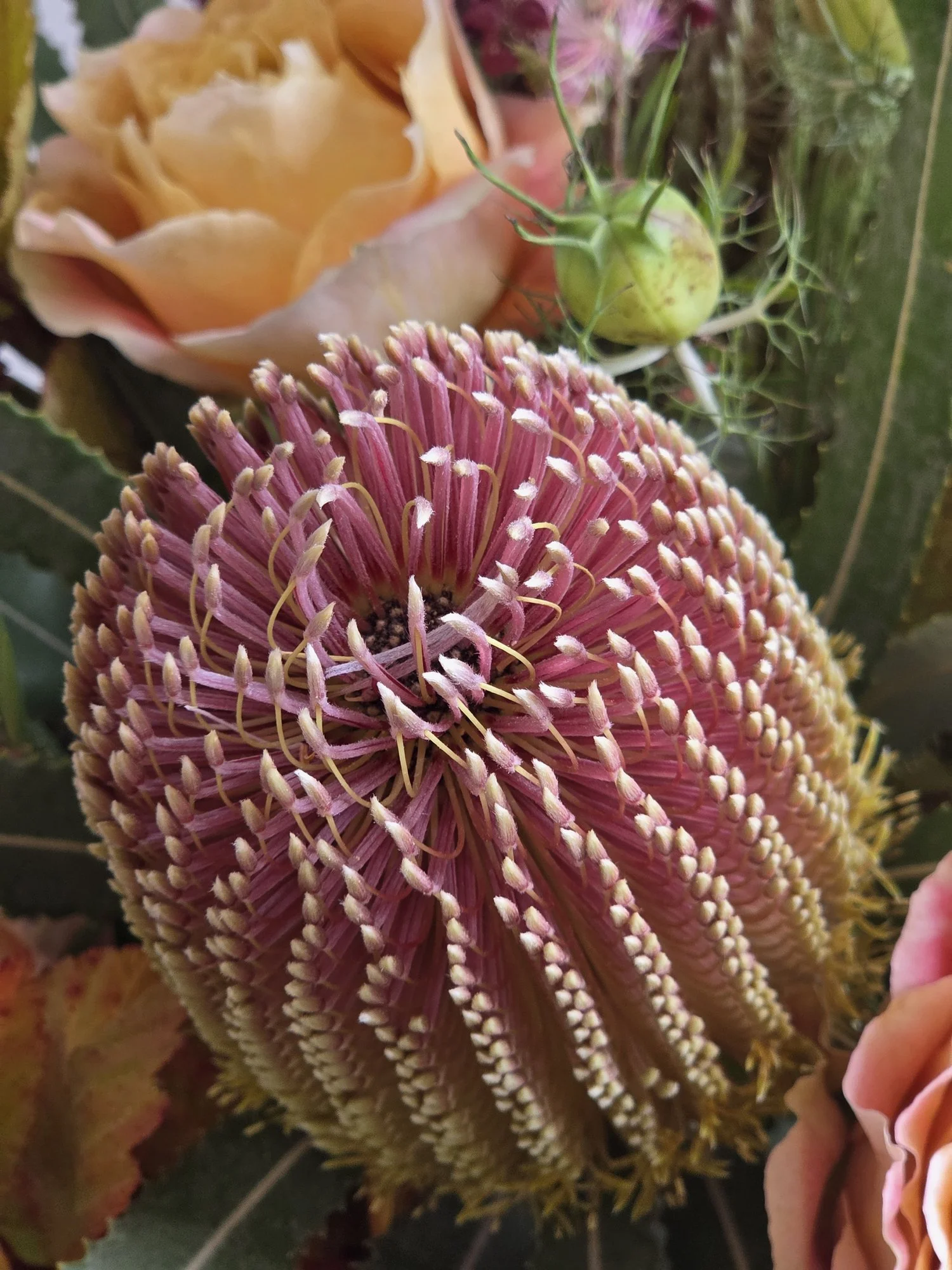 Close up of Banksia pink rose
