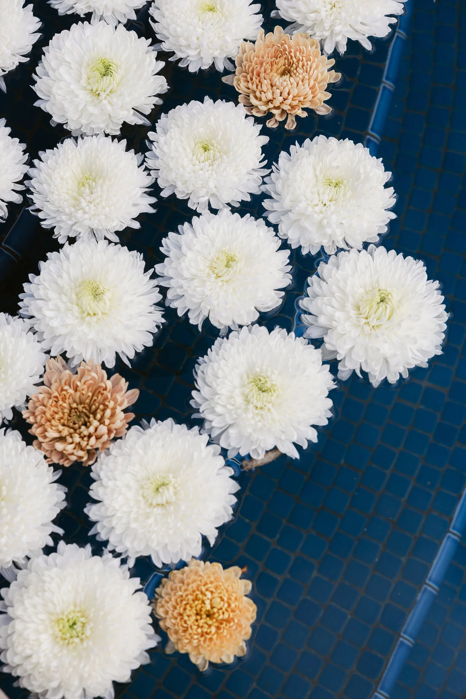 floating-chrysanthemums-wedding-pool-san-diego.jpg
