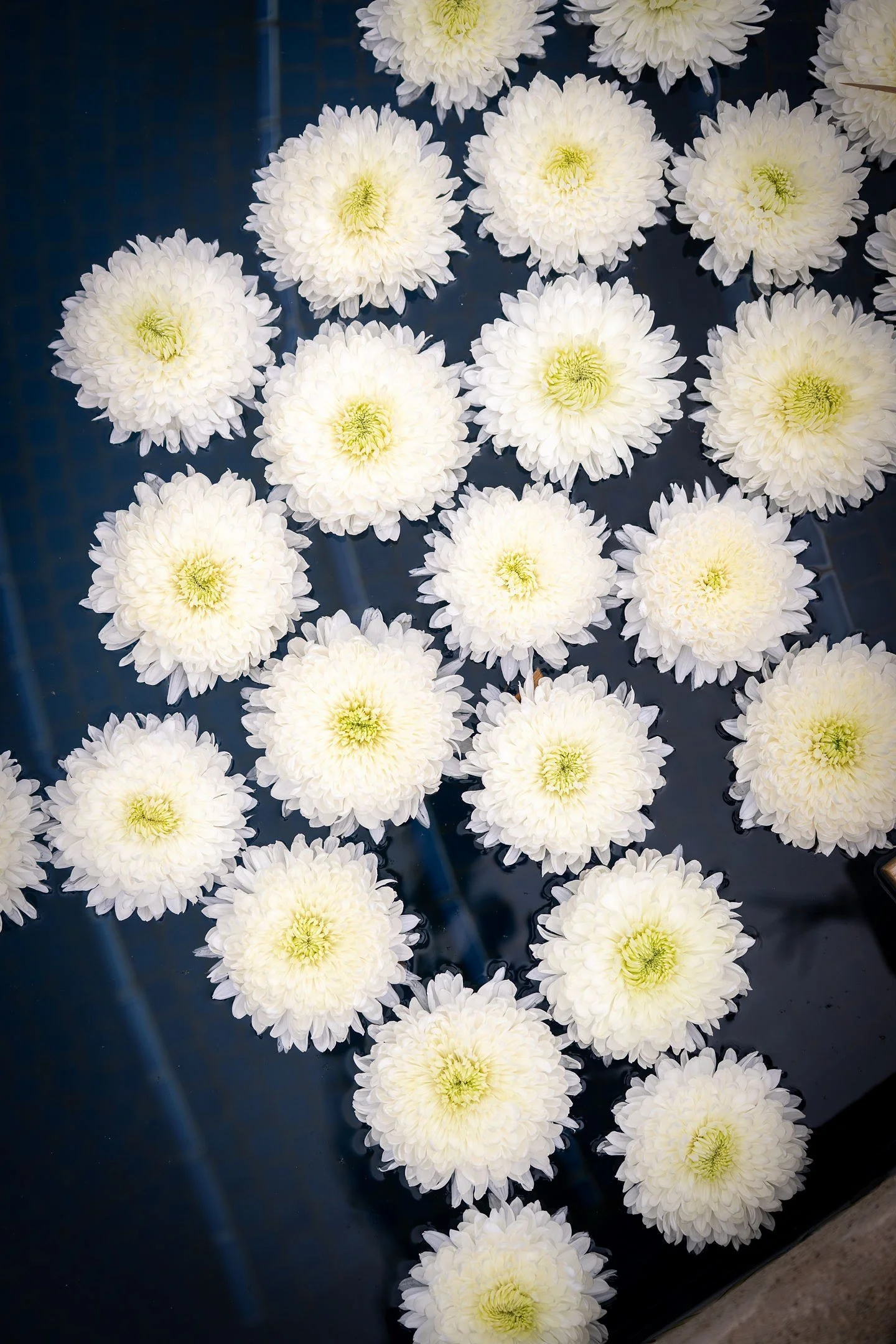 floating-white-chrysanthemum-flowers-pool-wedding.jpg