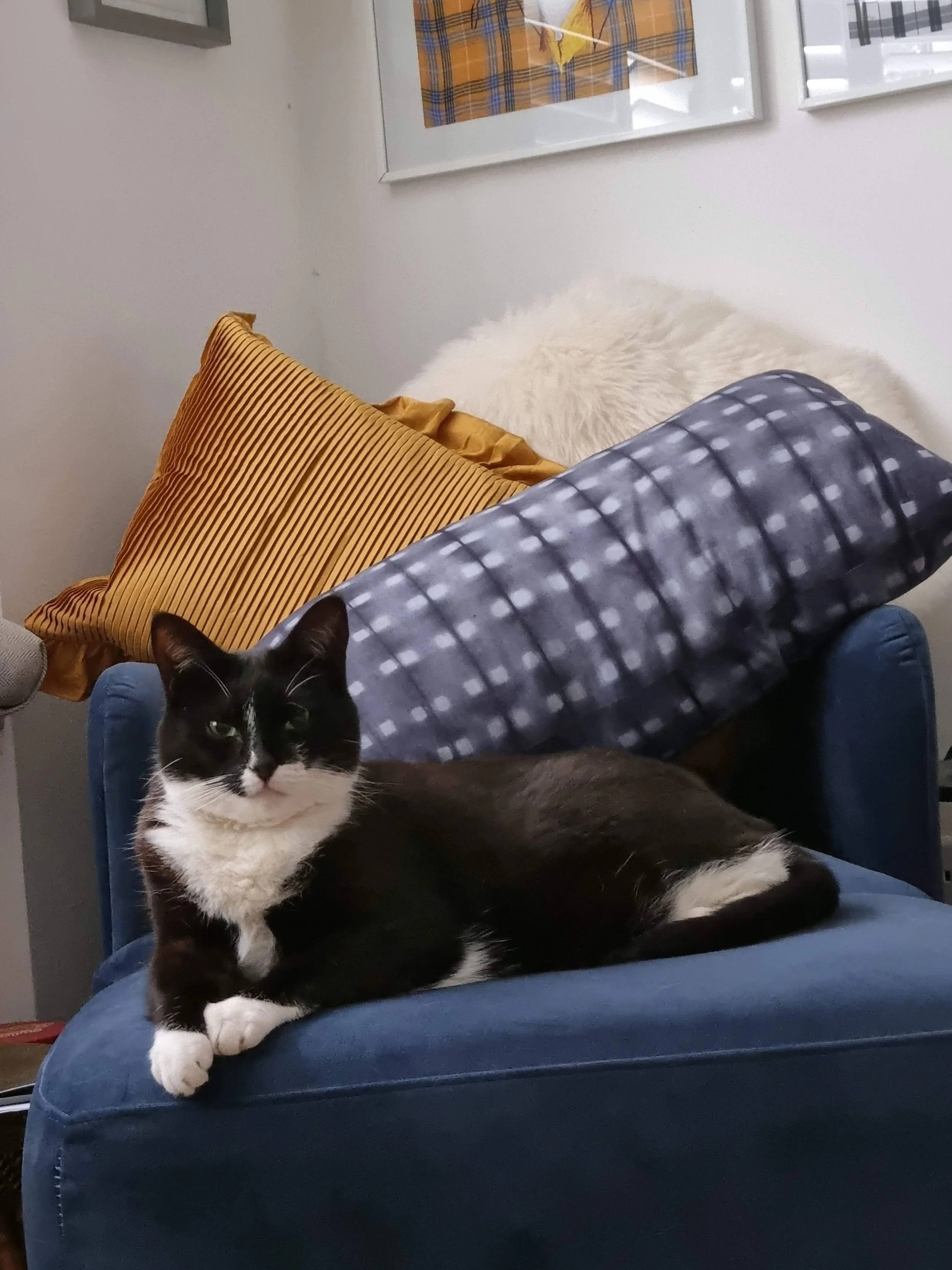 Brie the cat with shibori cushion.jpg