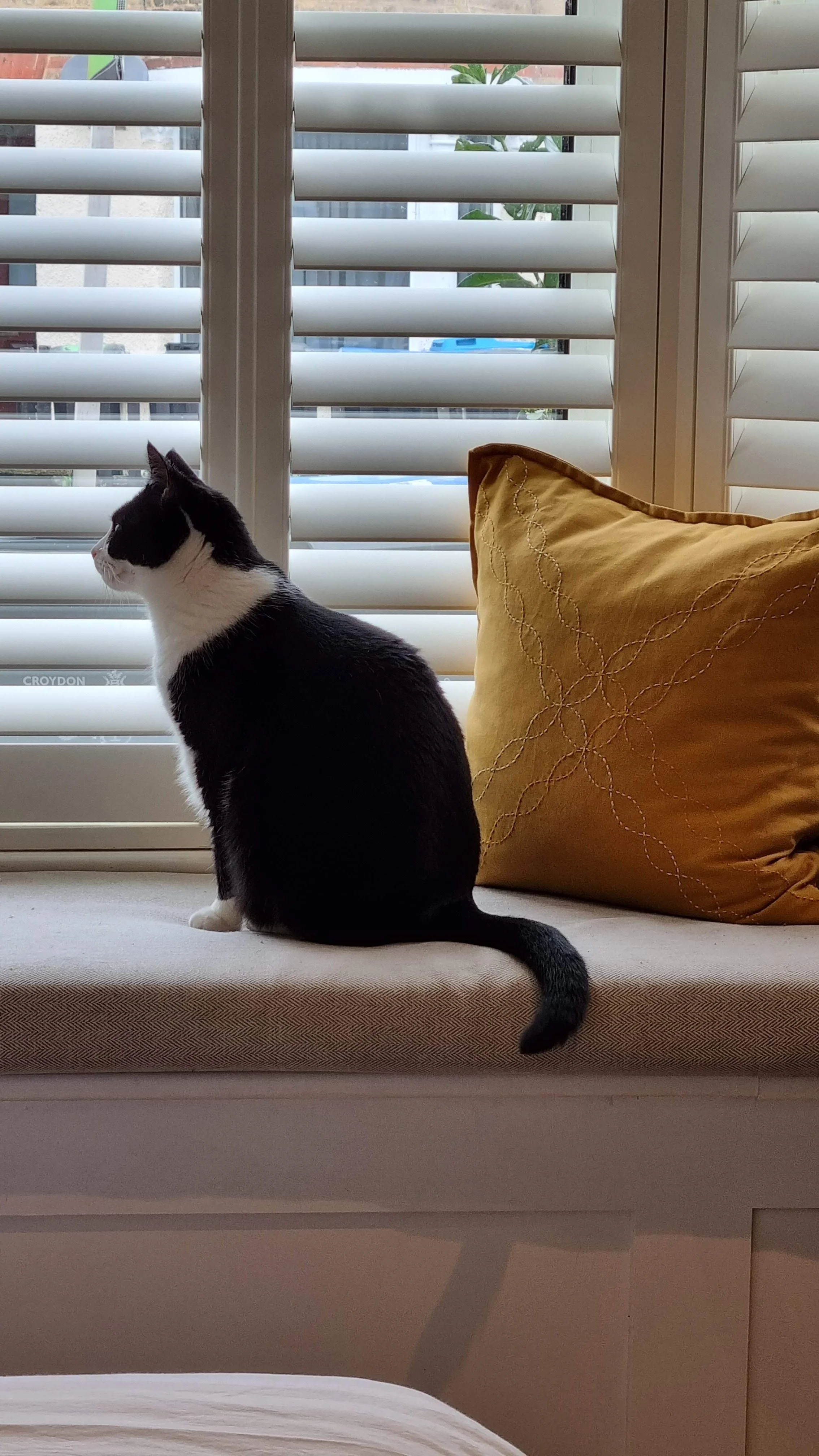 Cheddar the cat with sashiko cushion.jpg