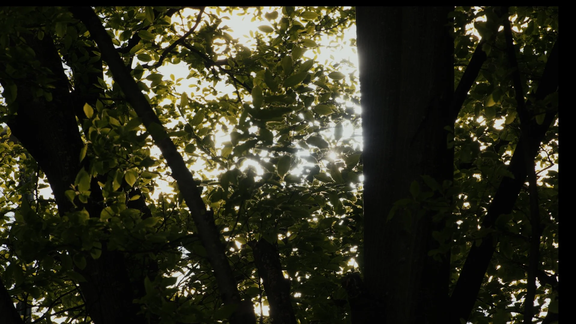 Tree branches and leaves with sunlight shining through, backlit in a natural outdoor setting.