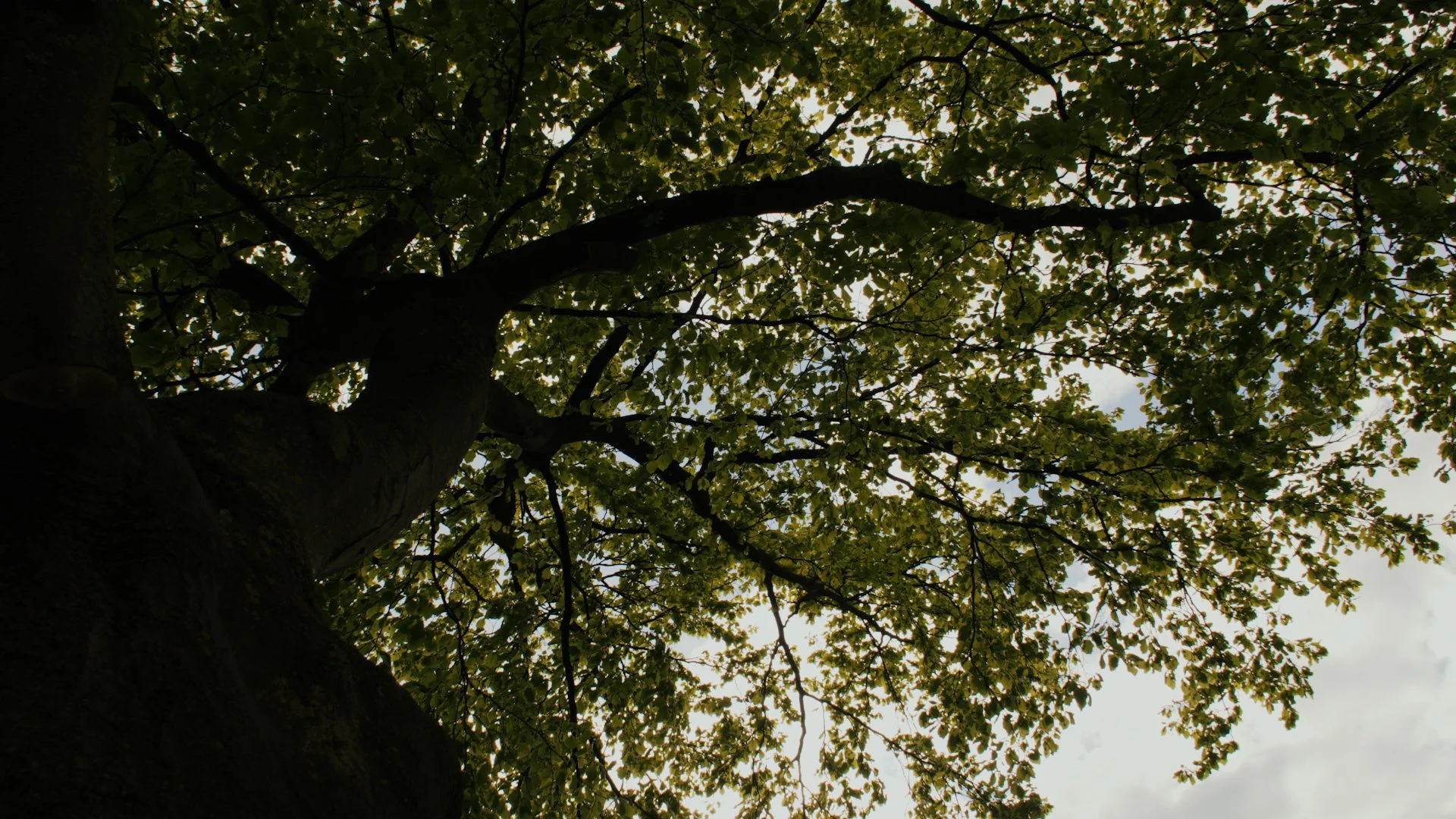 Looking up at the canopy of a large tree with green leaves, branches, and a thick trunk visible against a bright sky.