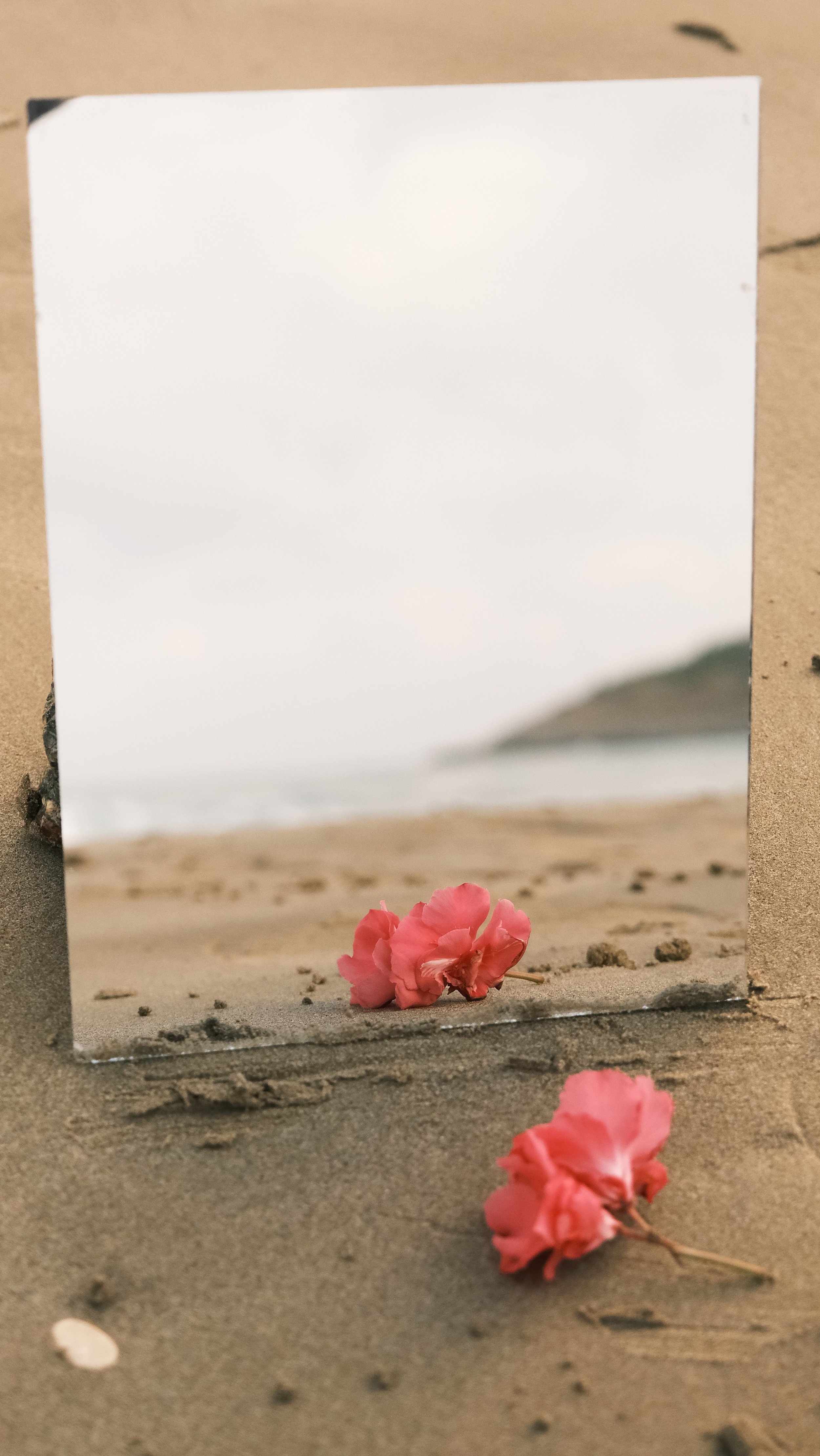 Une photo d'une Fleur rose sur la plage, vue à travers un miroir ou une surface réfléchissante représentant l'alignement et l'intégrité.