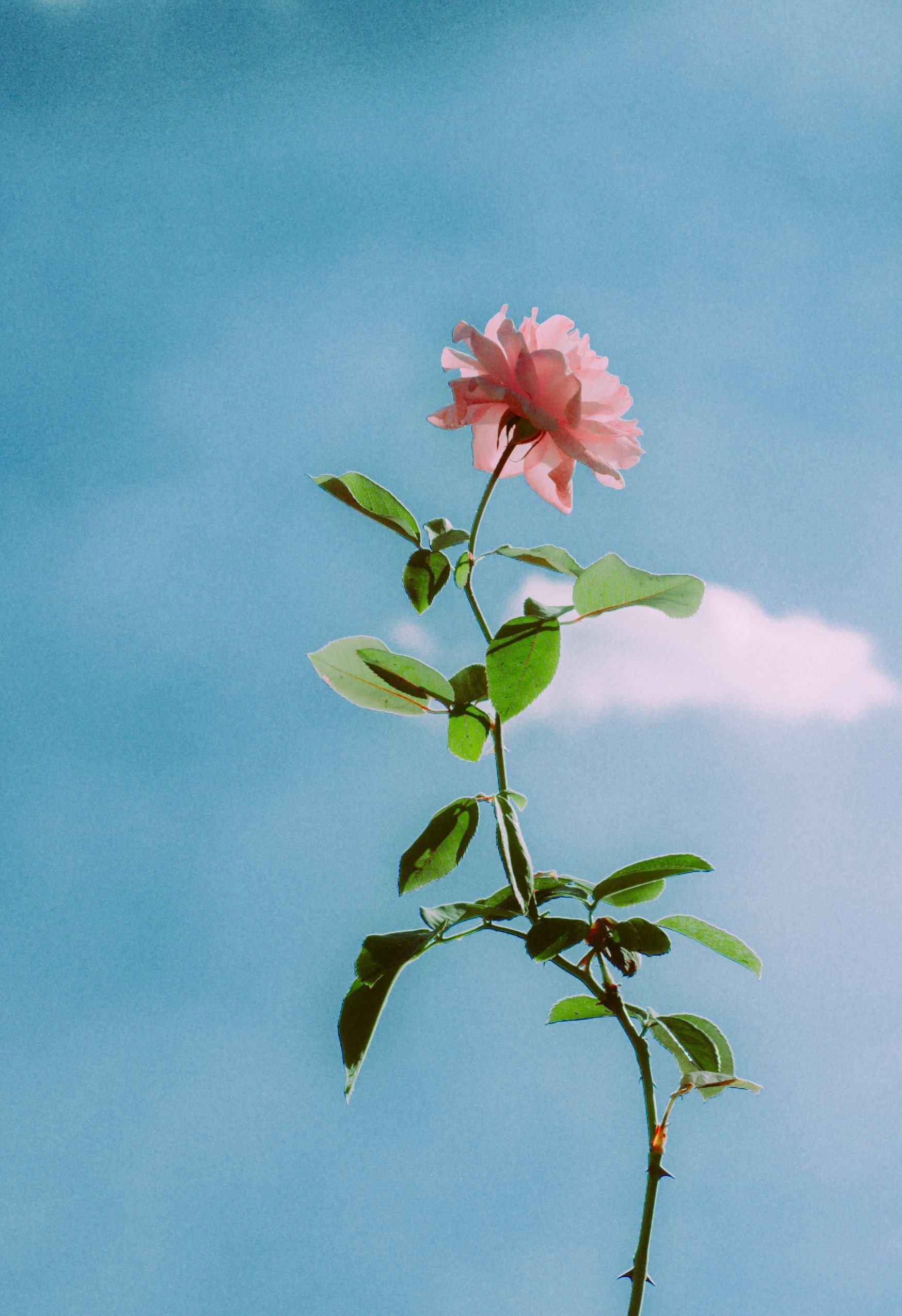 Une branche avec une fleur rose pastel et des feuilles vertes contre un ciel bleu, métaphore de la transformation et de l'épanouissement personnel.