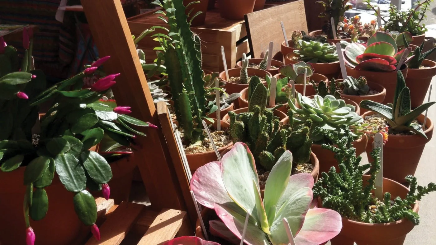 Plants & Garden Market