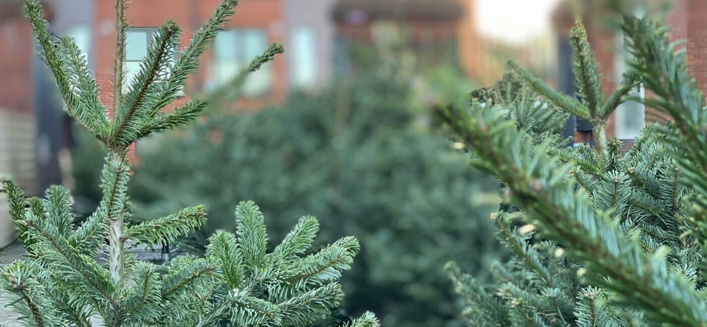 Festive Saturdays