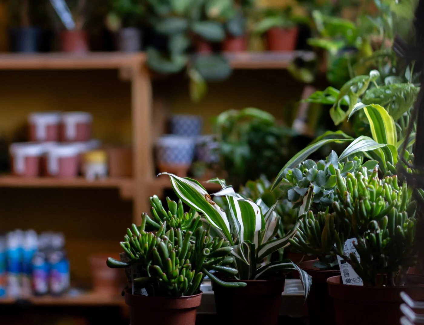 Spring Plant Market and Vegan Fair