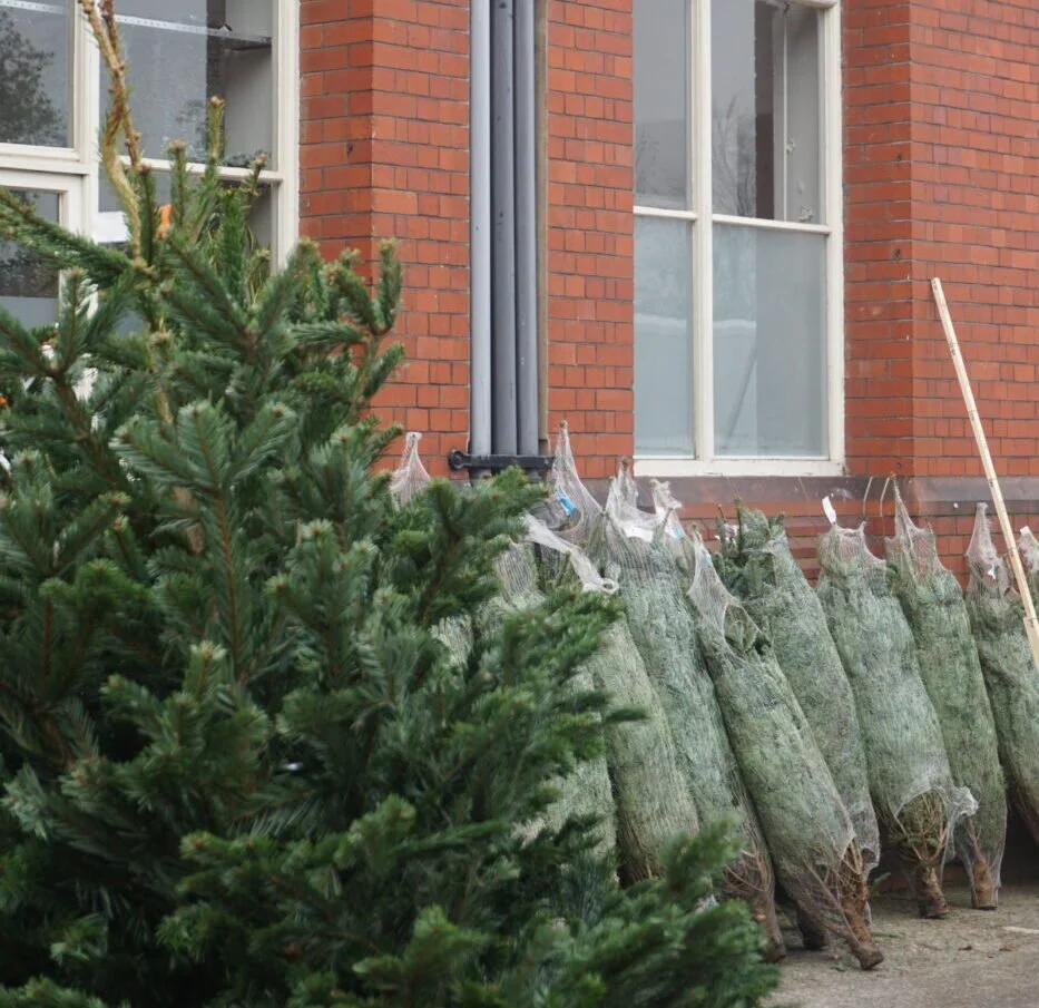 Al + Joe Christmas Trees