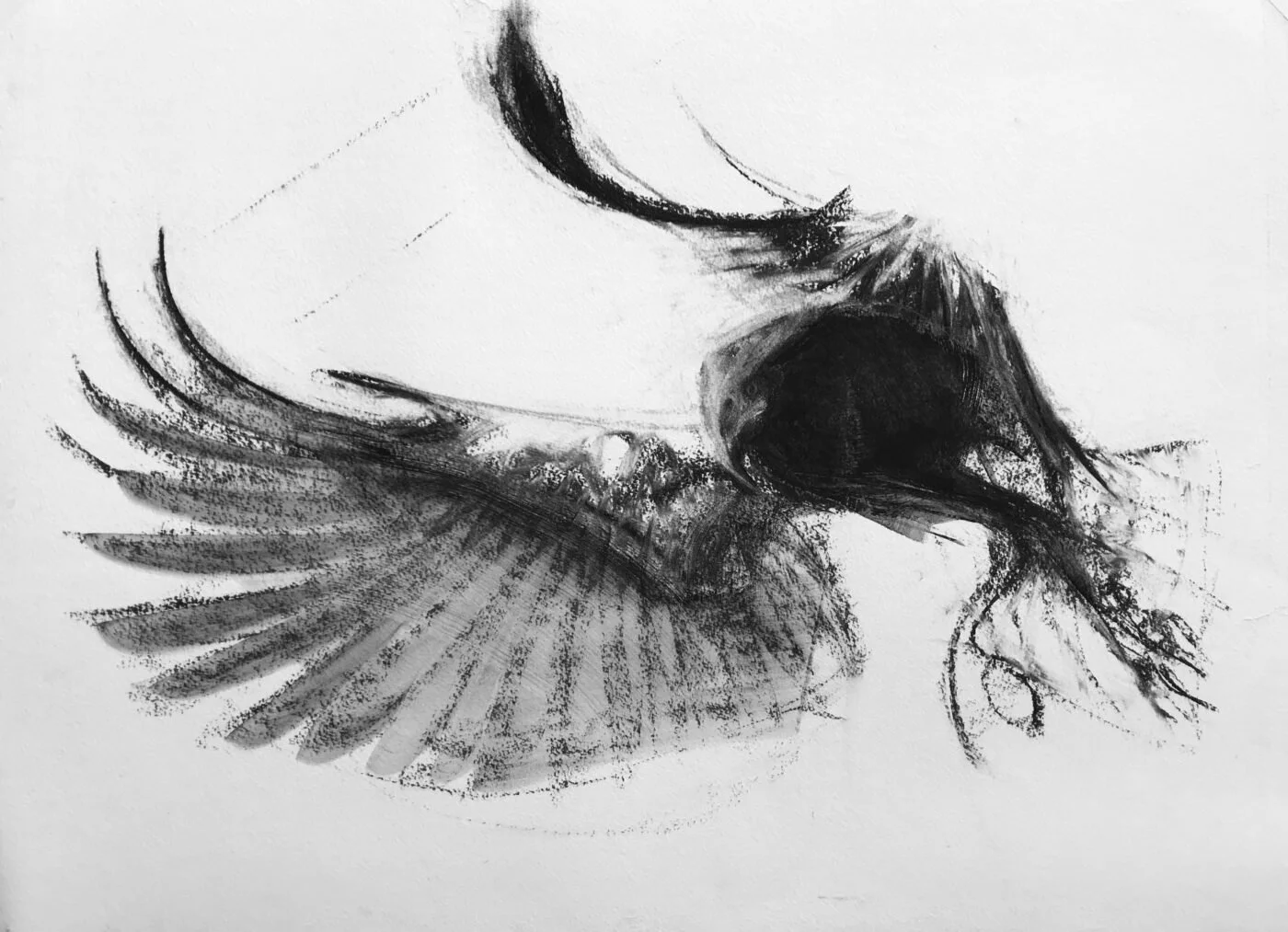 Feather and Fin exhibition by Liane Stevenson