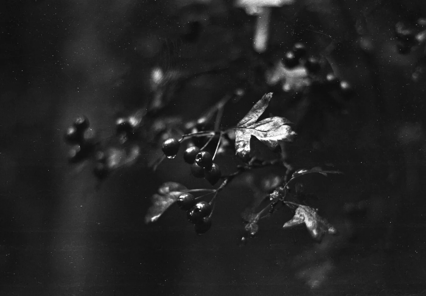 Nat Bevins Photography Exhibition