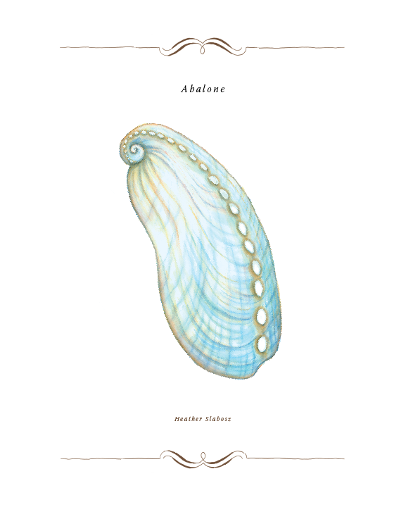 Abalone_Watercolor_Print.png