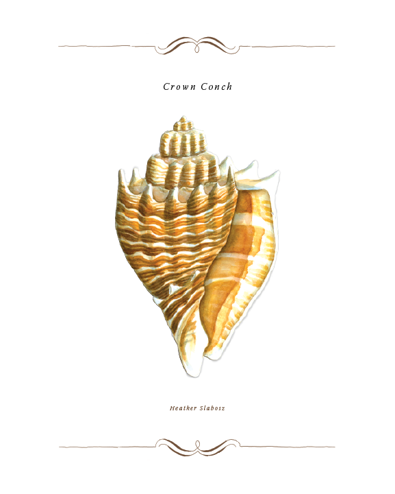 Crown Conch_Watercolor_Print.png