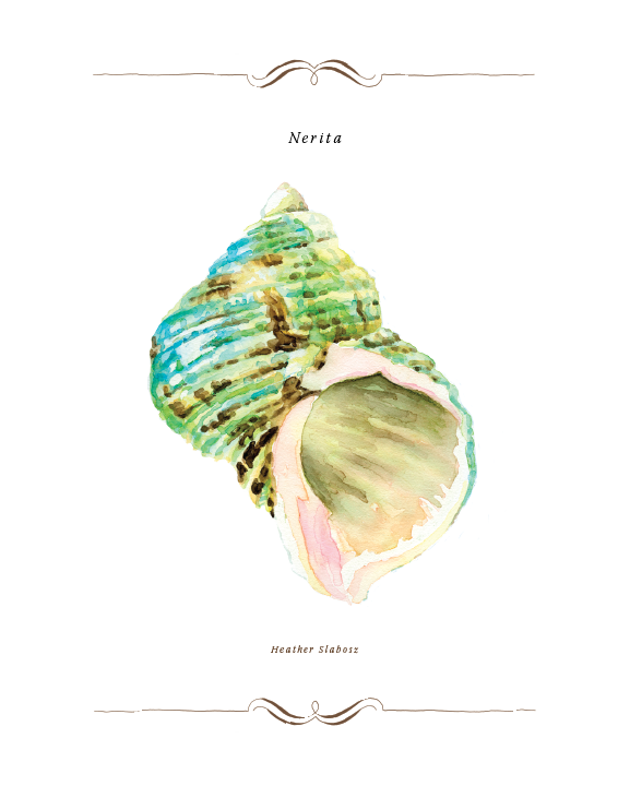 Nerita_Watercolor_Print.png