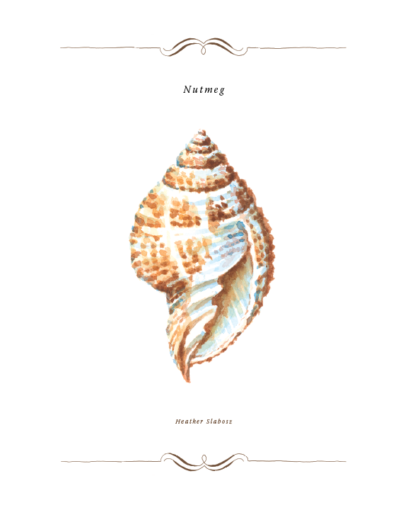 Nutmeg_Watercolor_Print.png