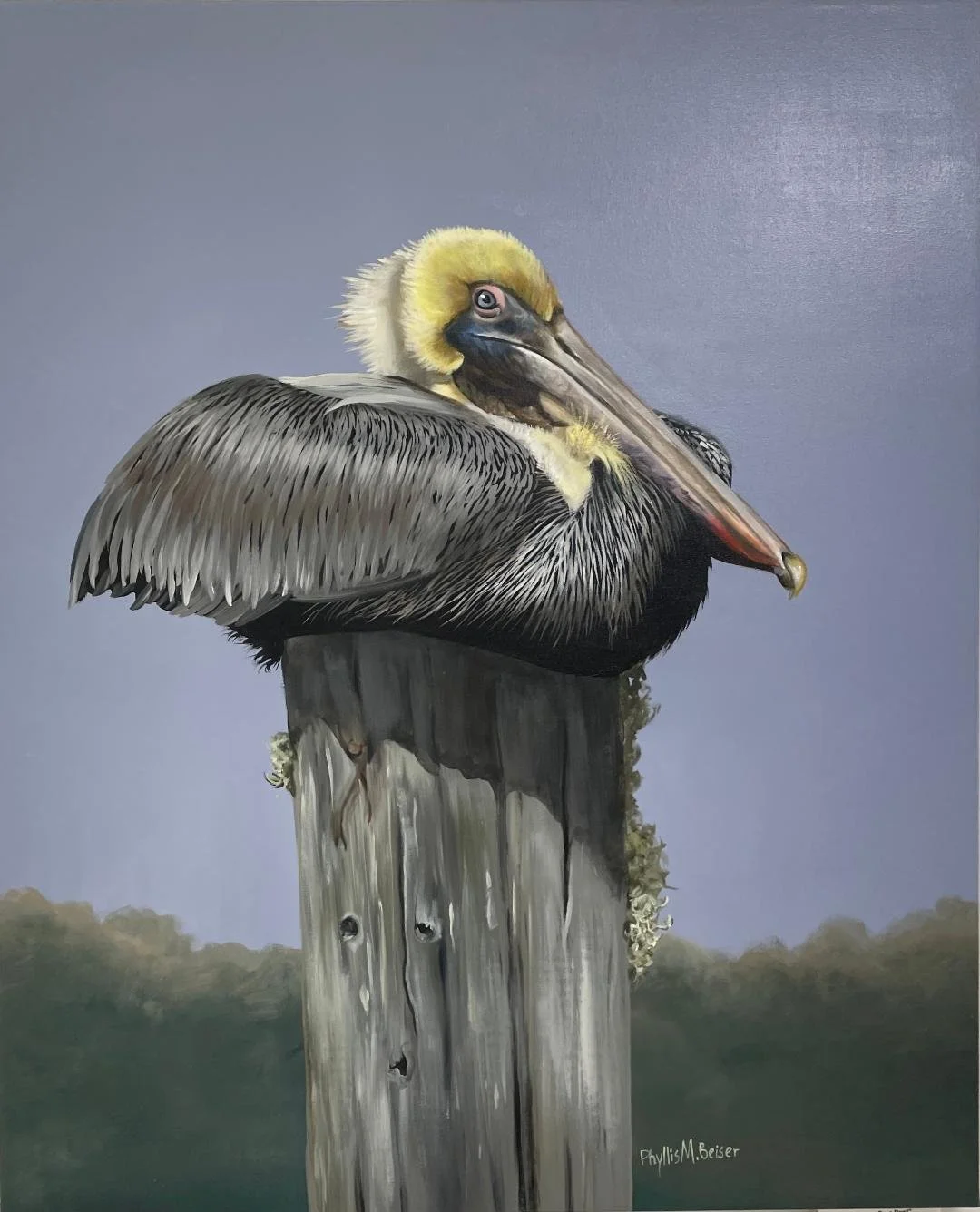 Brown Pelican Original Oil by Phyllis Beiser