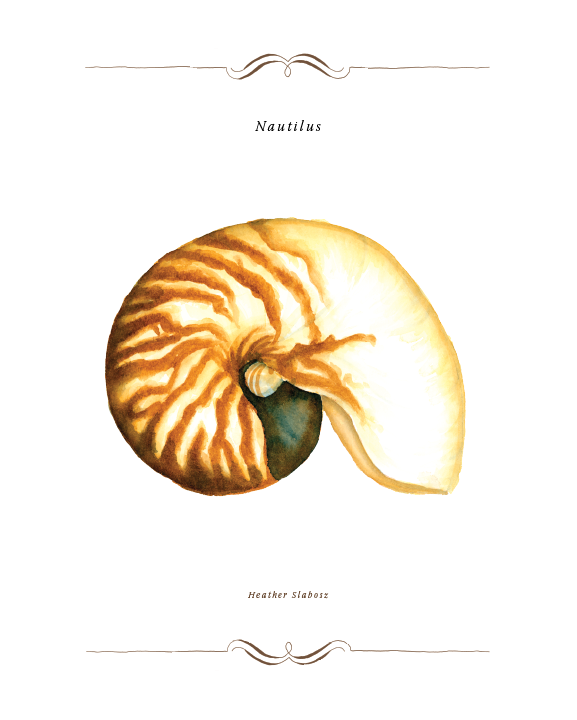 Nautilus_Watercolor_Print.png