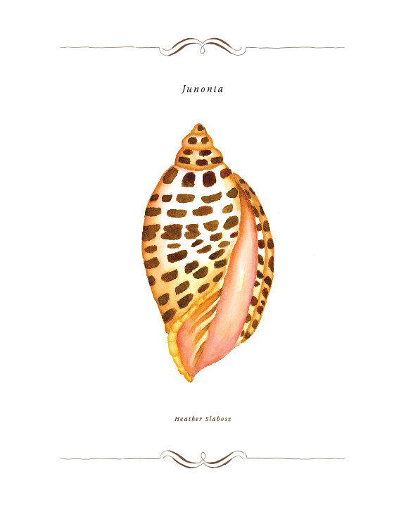 Junonia_Watercolor_Print.png