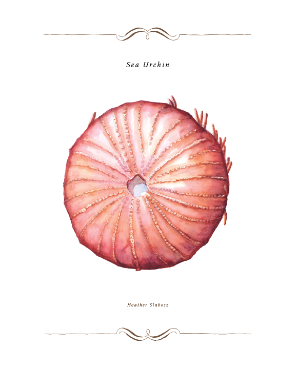 Sea Urchin_Watercolor_Print.png