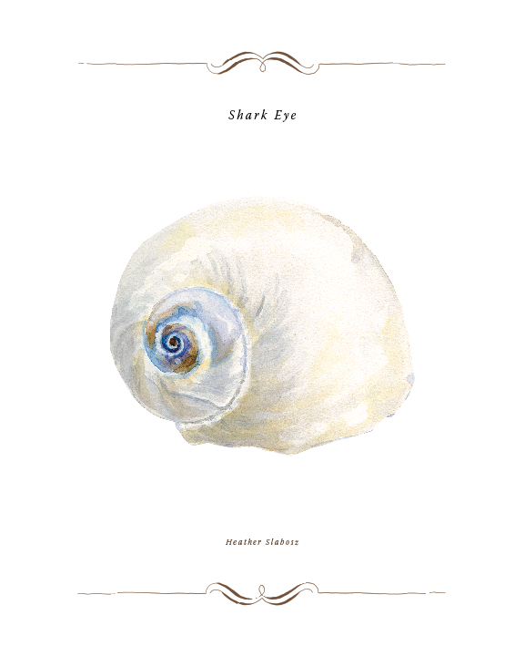 Shark Eye_Watercolor_Print.png