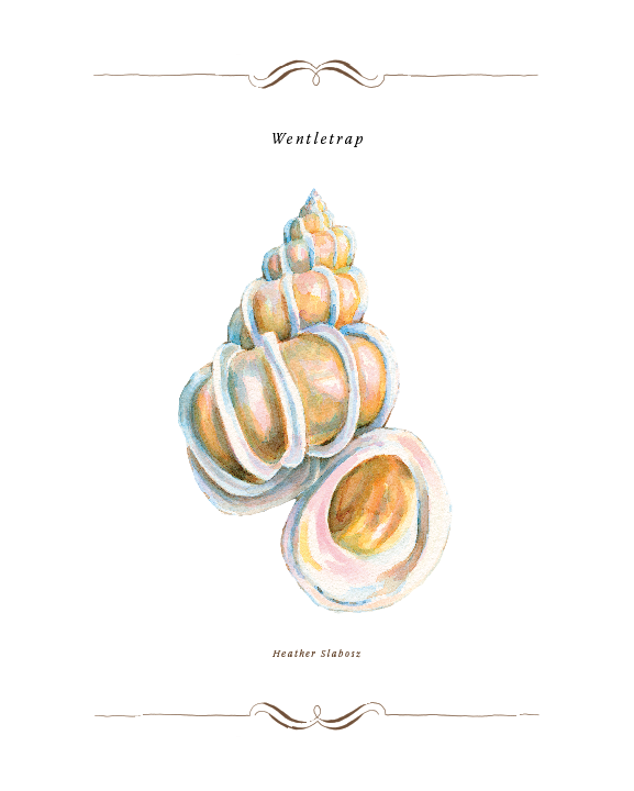 Wentletrap_Watercolor_Print.png