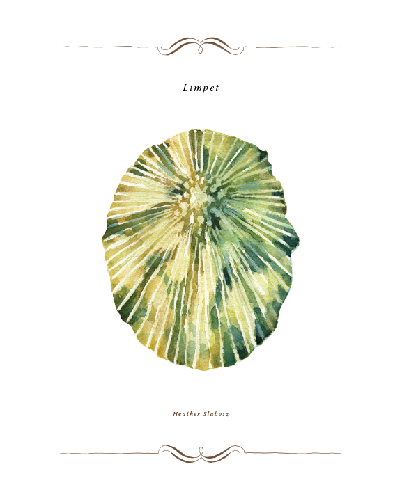 Limpet Top_Watercolor_Print.png