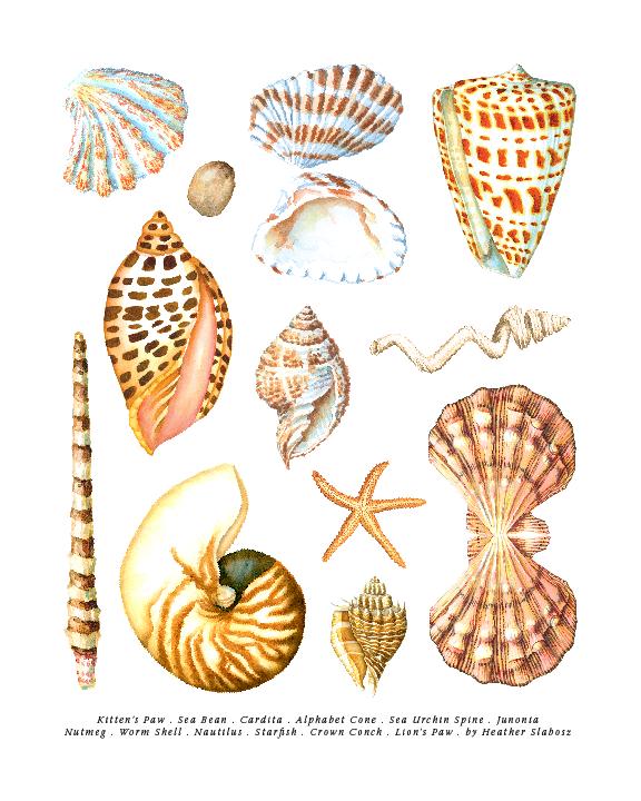 Earth Tone Seashells_Watercolor_Print.png