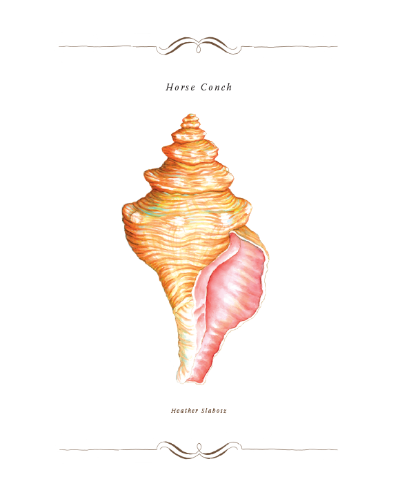 Horse Conch_Watercolor_Print.png