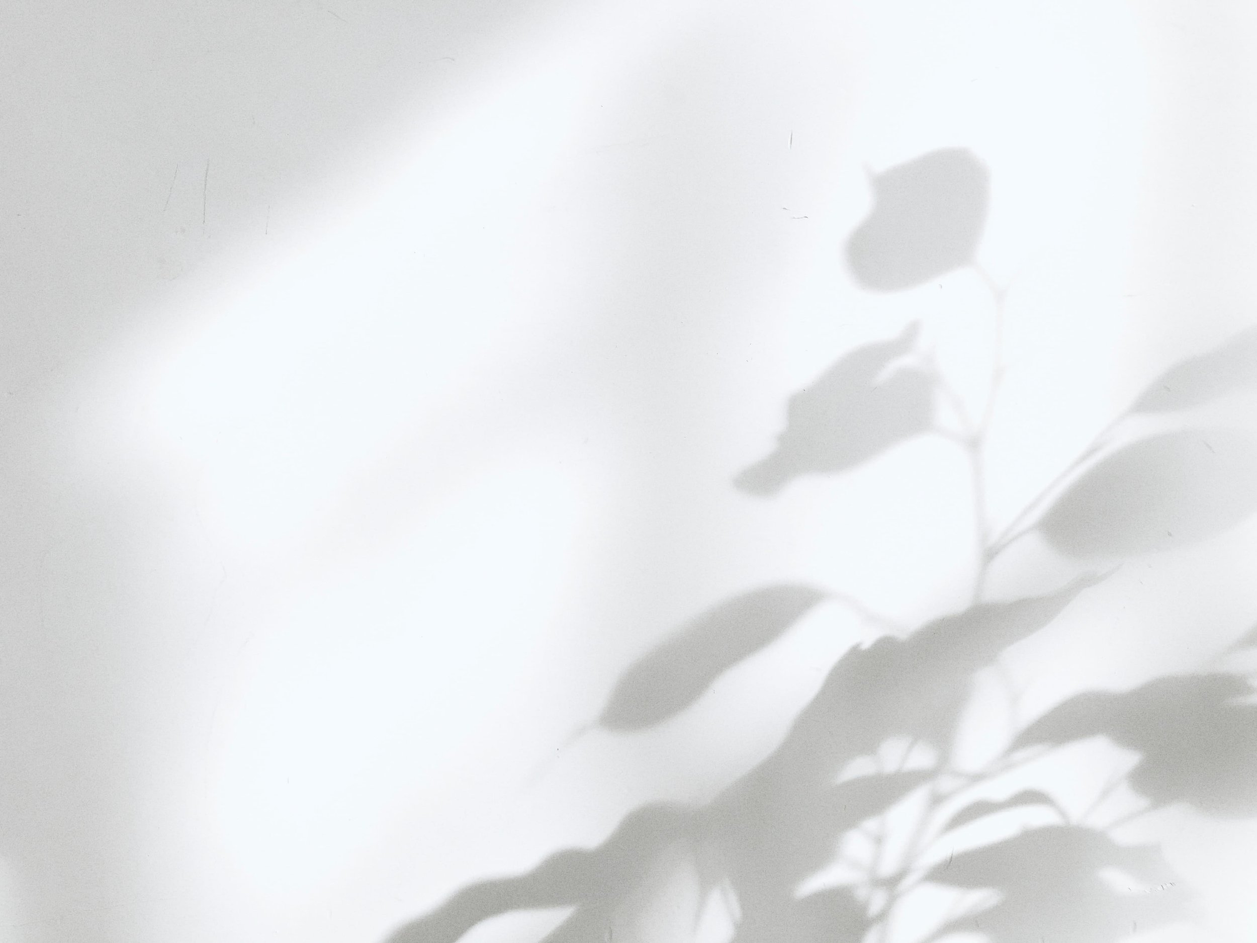 Shadows of a plant and its leaves cast on a white wall.