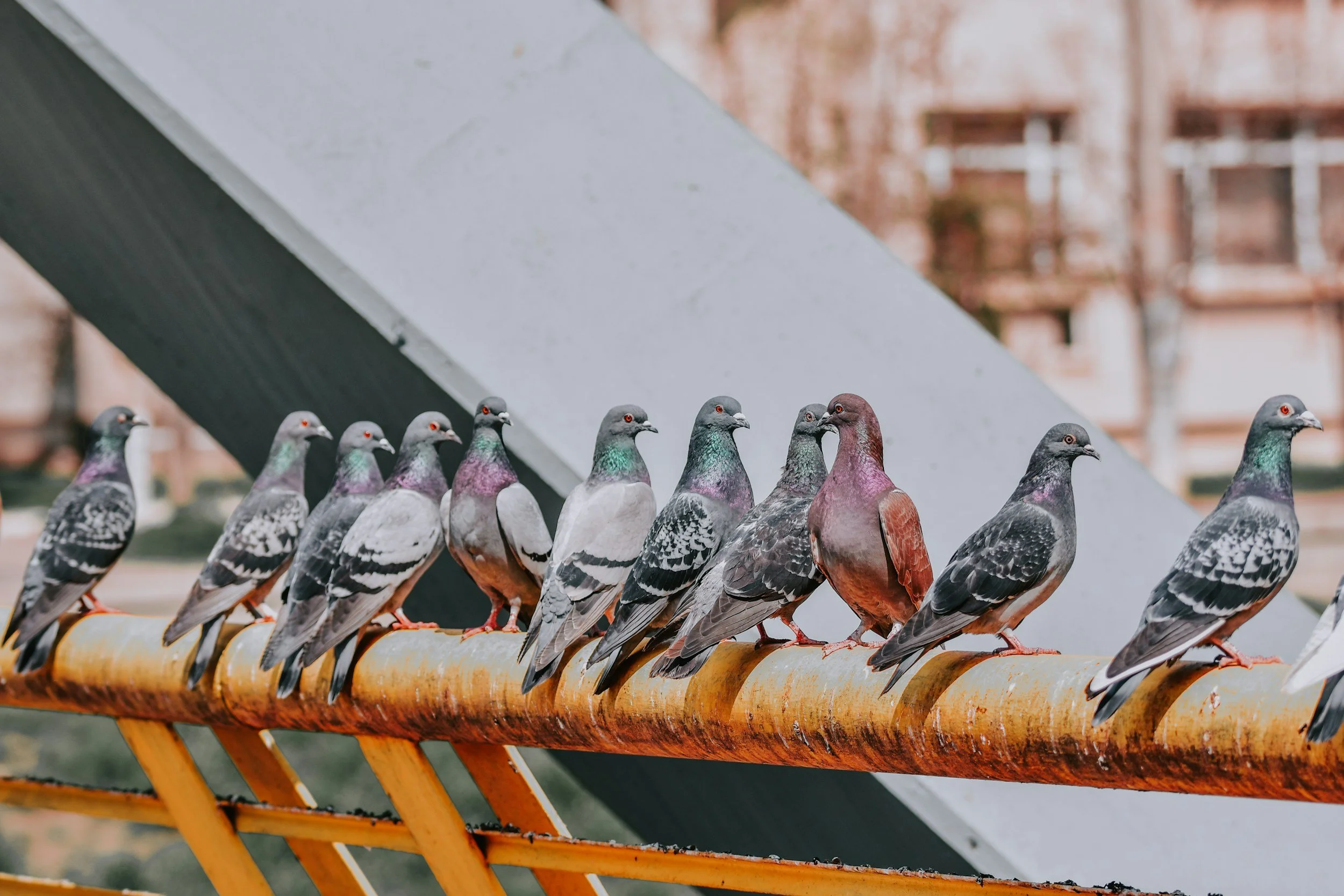 City Pigeons - The Distasteful Symbol of Love