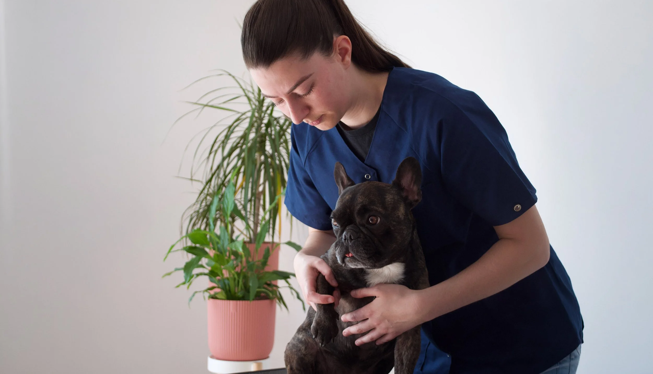 Séance d'ostéopathie sur un chien, fait par Léa Mallard.