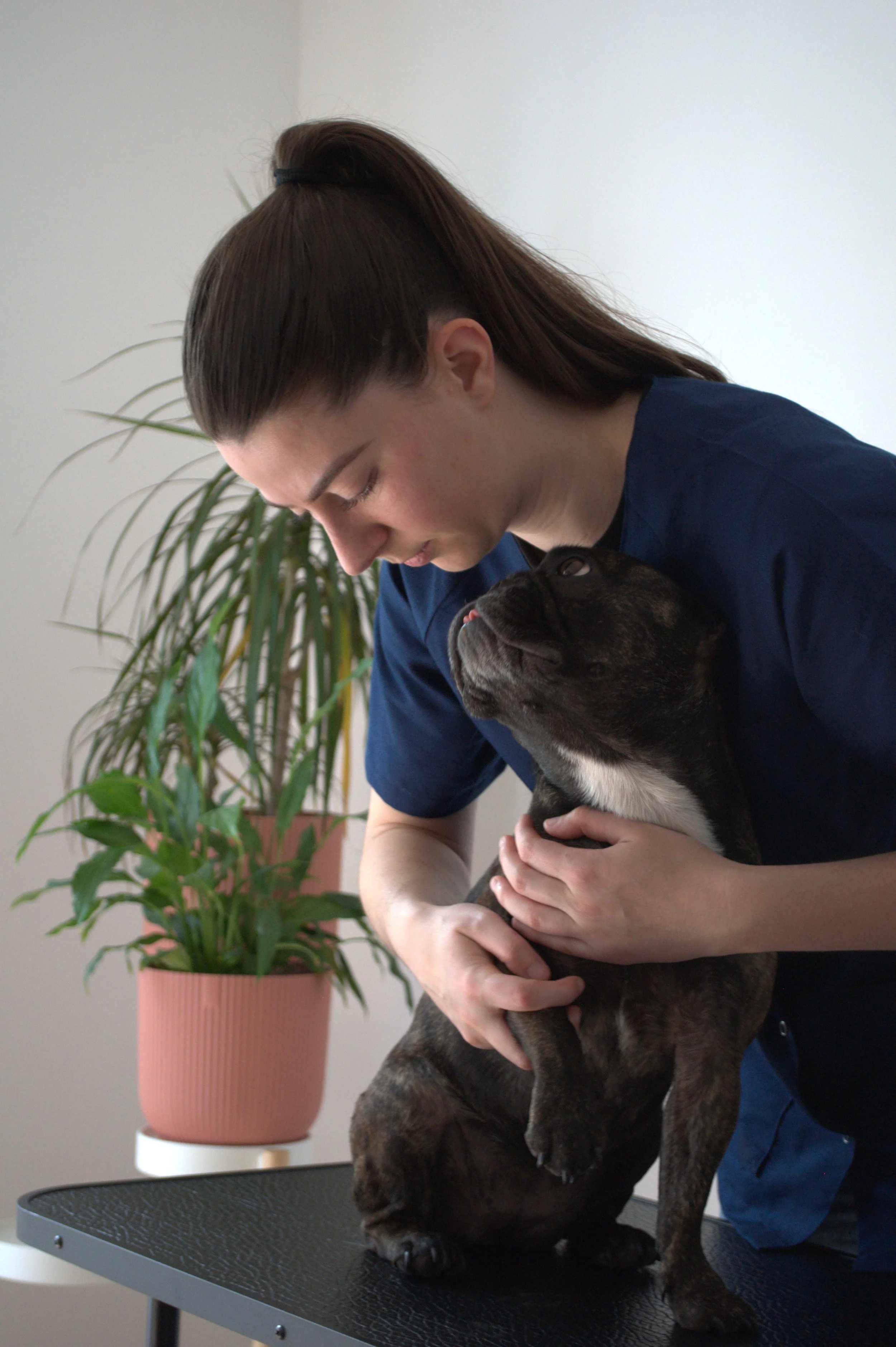 Chien et chat