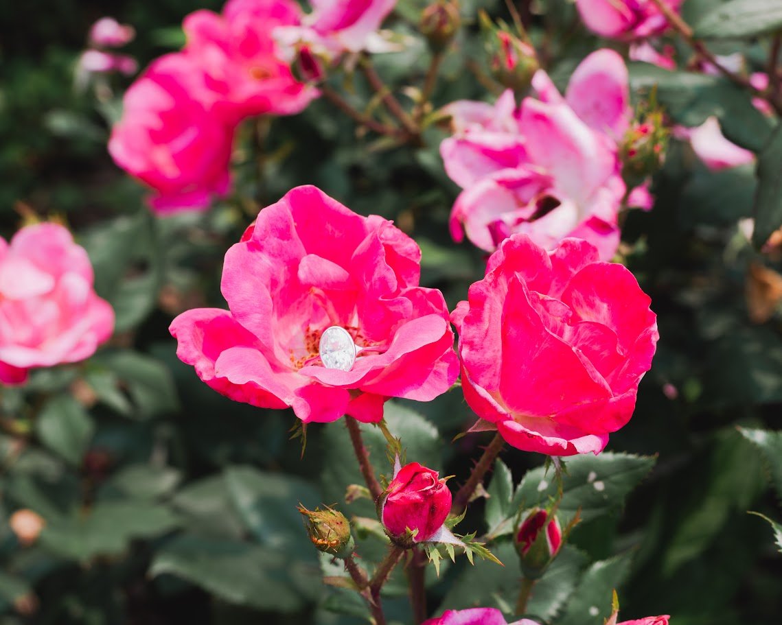 Pink roses with a diamond ring in one of the petals.