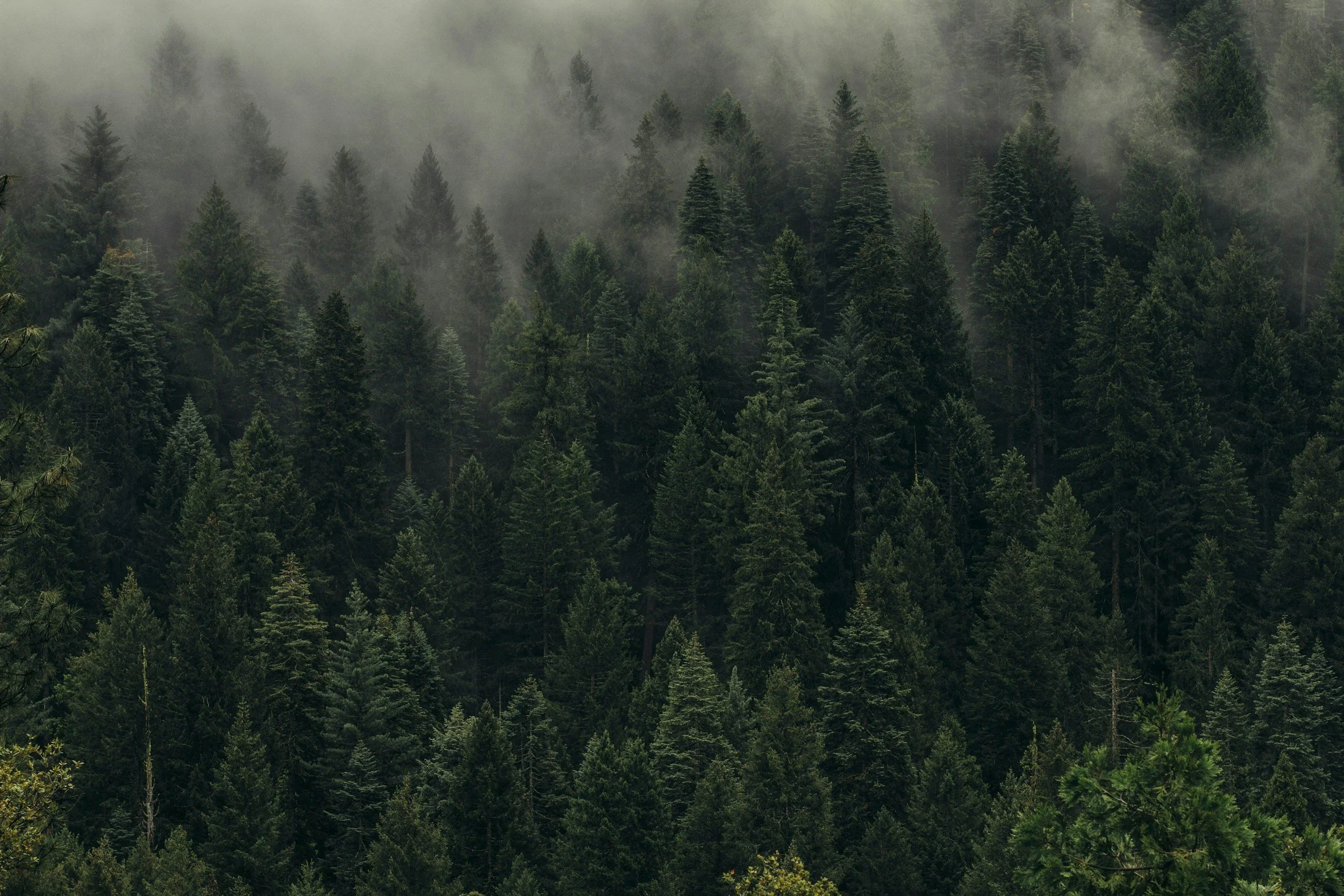 Dense evergreen forest with fog or low clouds hanging among the trees on a misty day.