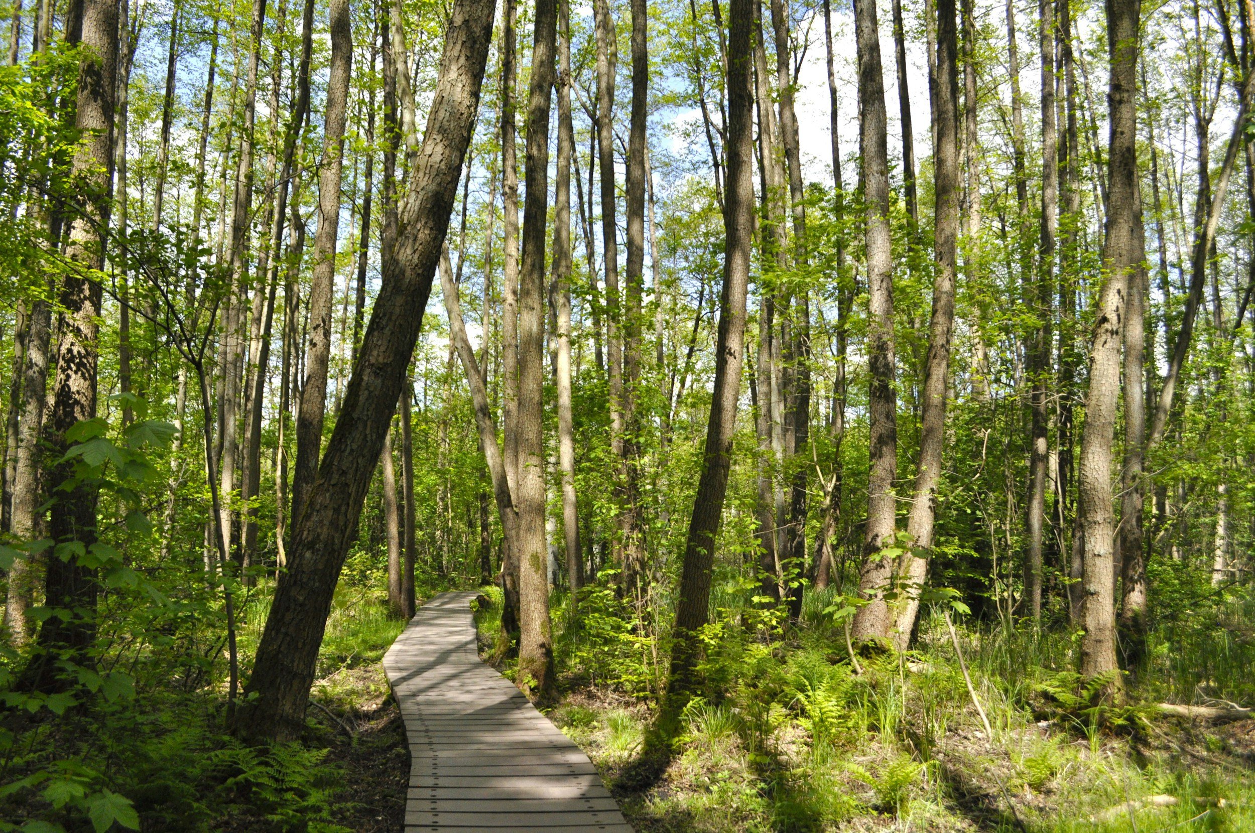 A narrow wooden boardwalk winding through a dense green forest with tall trees and lush foliage, under a partly cloudy sky.