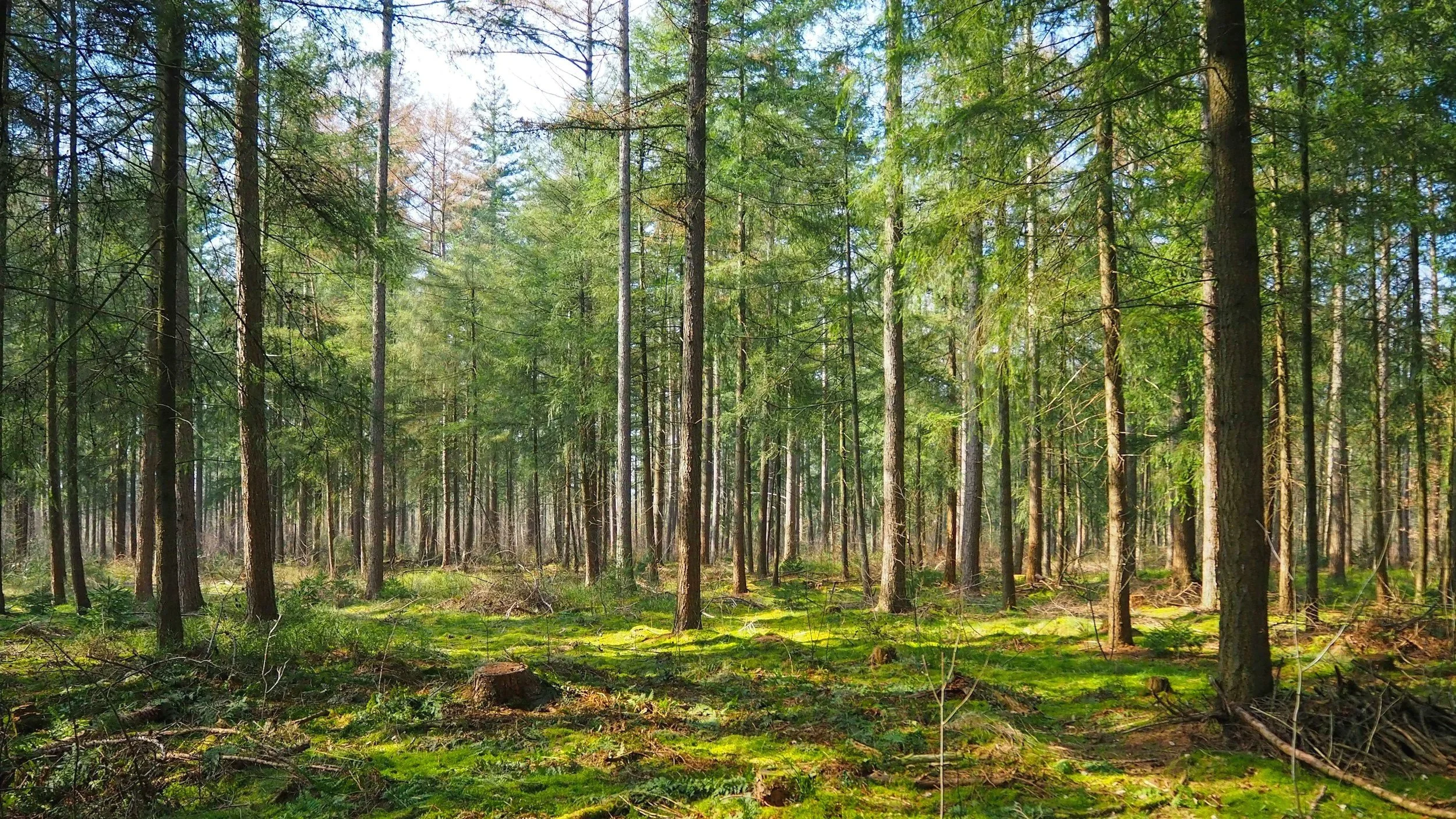 Image of a dense forest with tall pine trees, green moss covering the forest floor, and a clear blue sky visible through the branches.