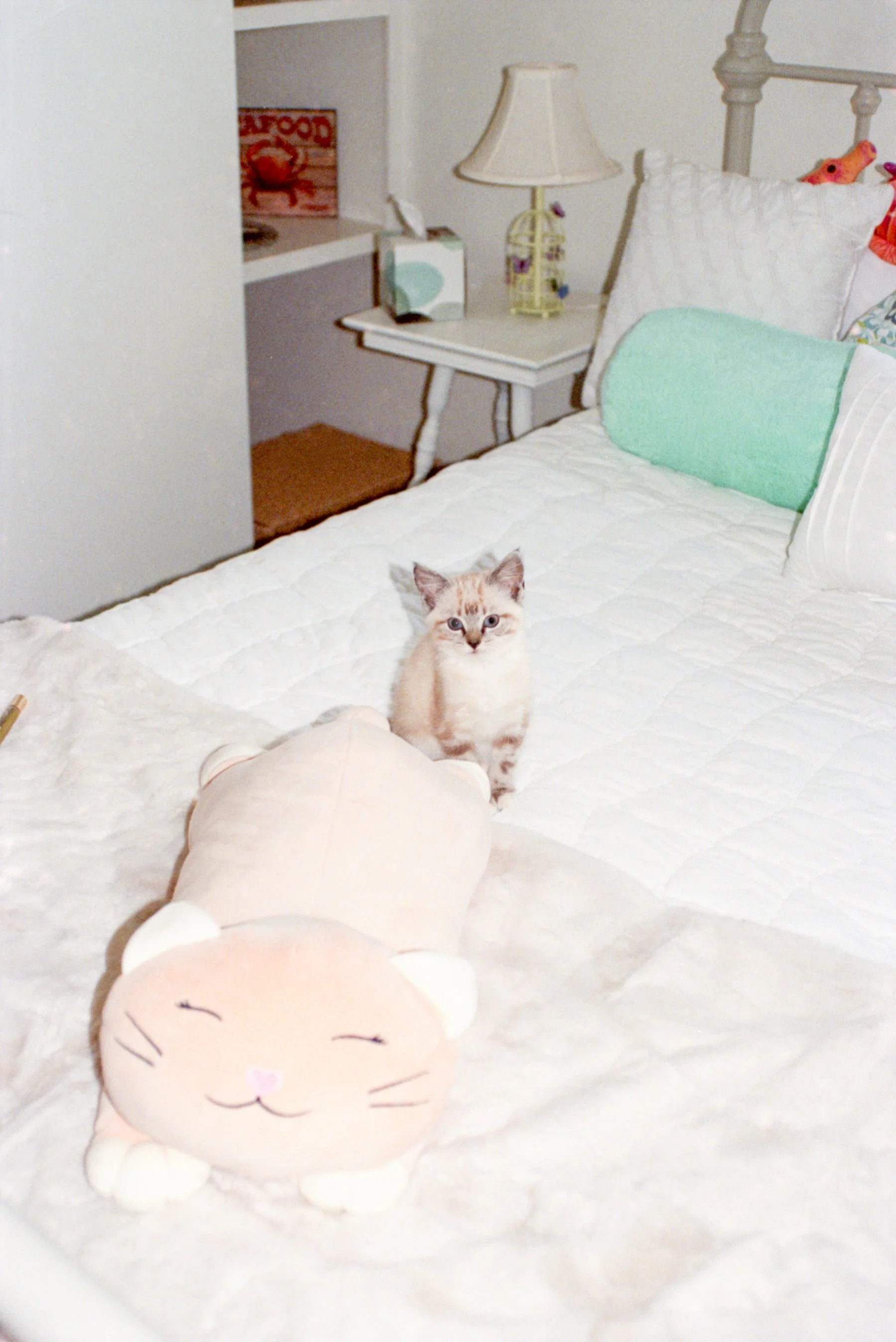 cameras and cats myles katherine-8.jpg